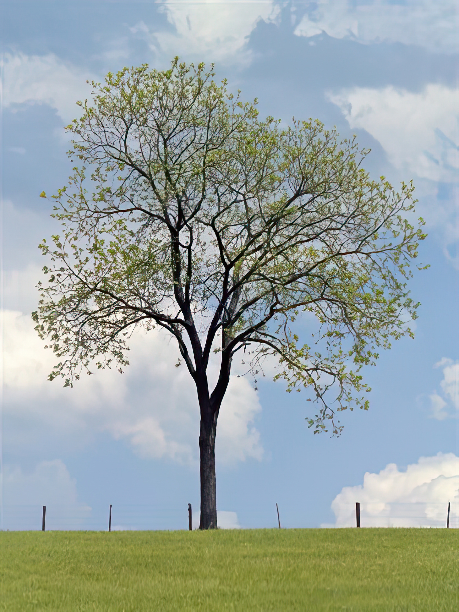 Tree Seasons I