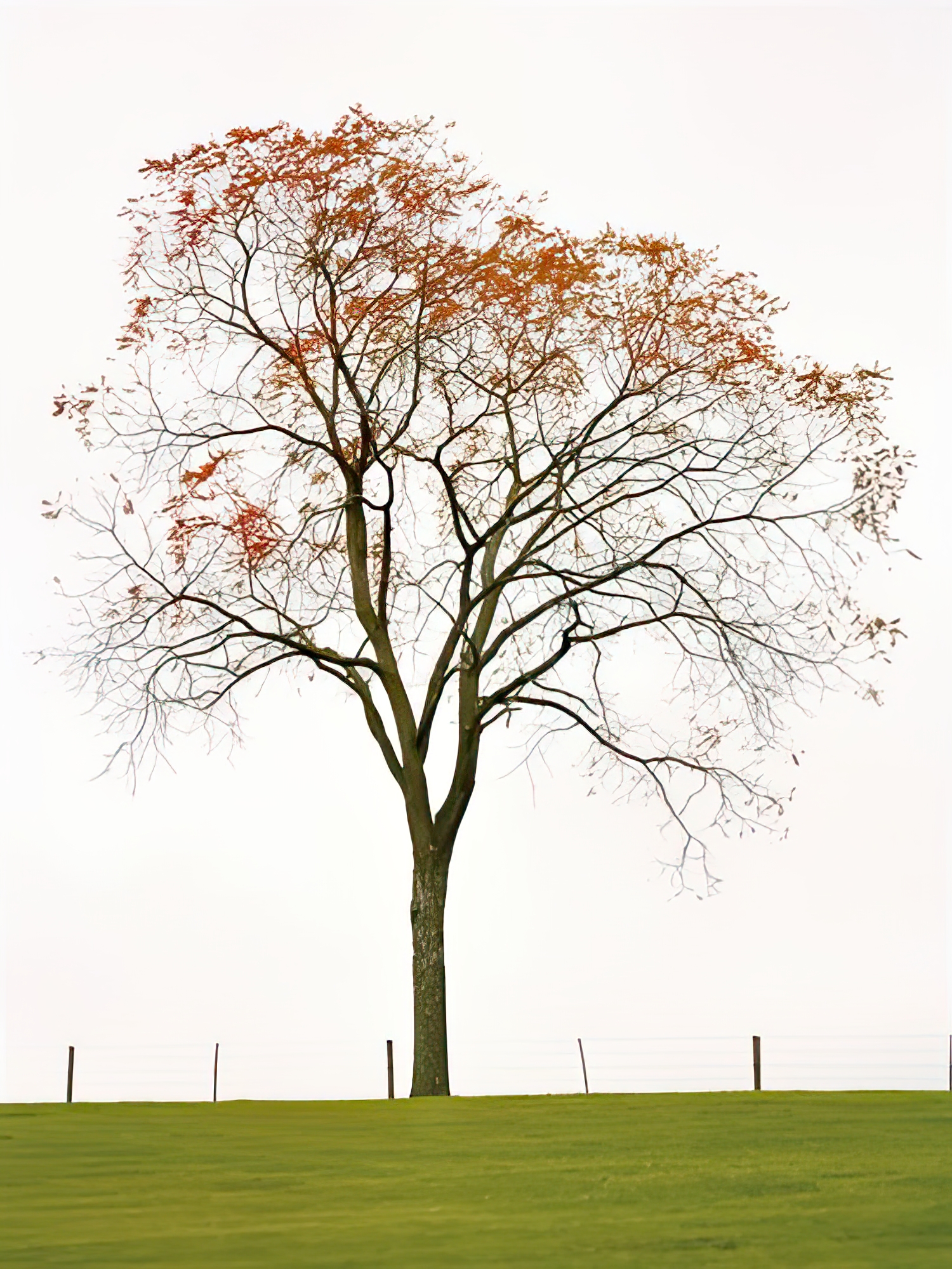 Tree Seasons III