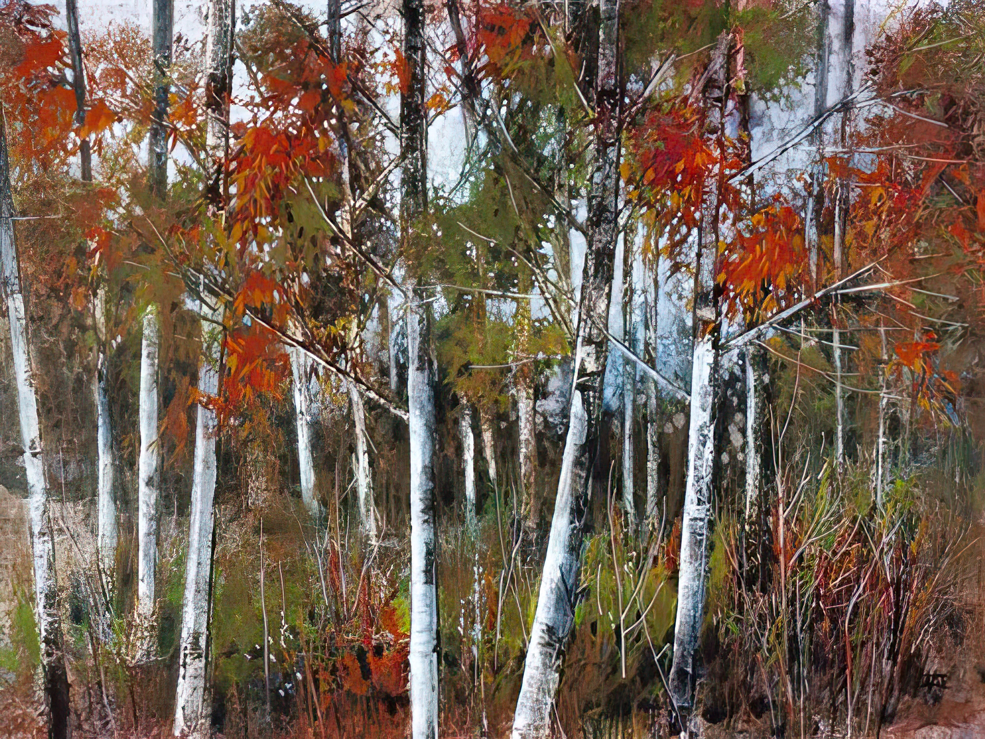 Silver Birches III
