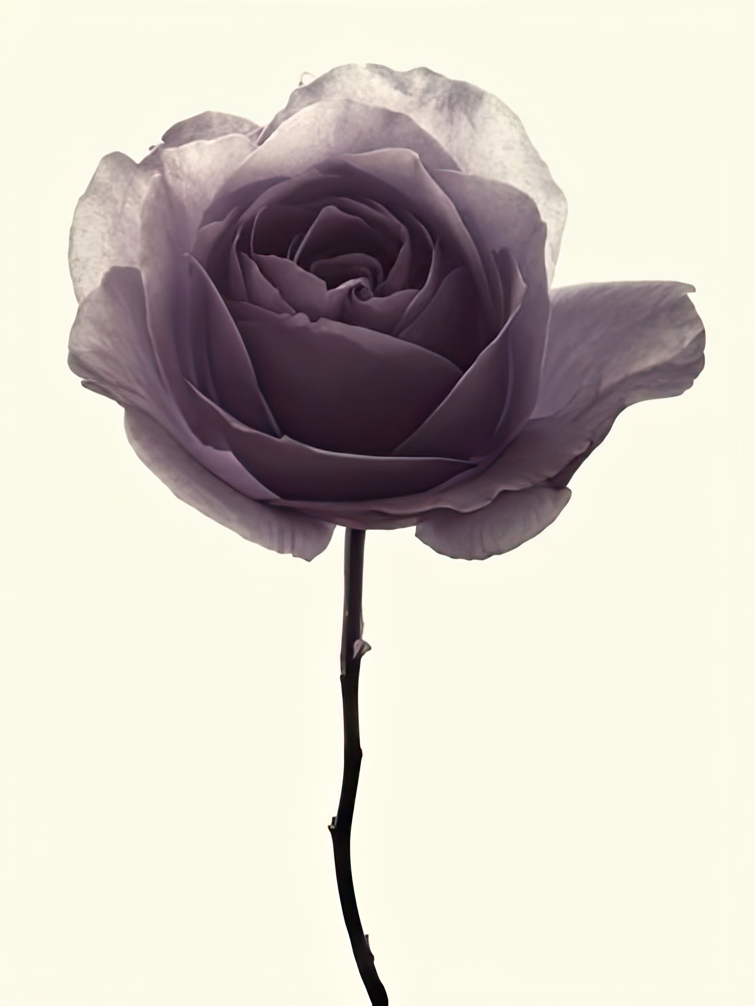 Transparent Rose I