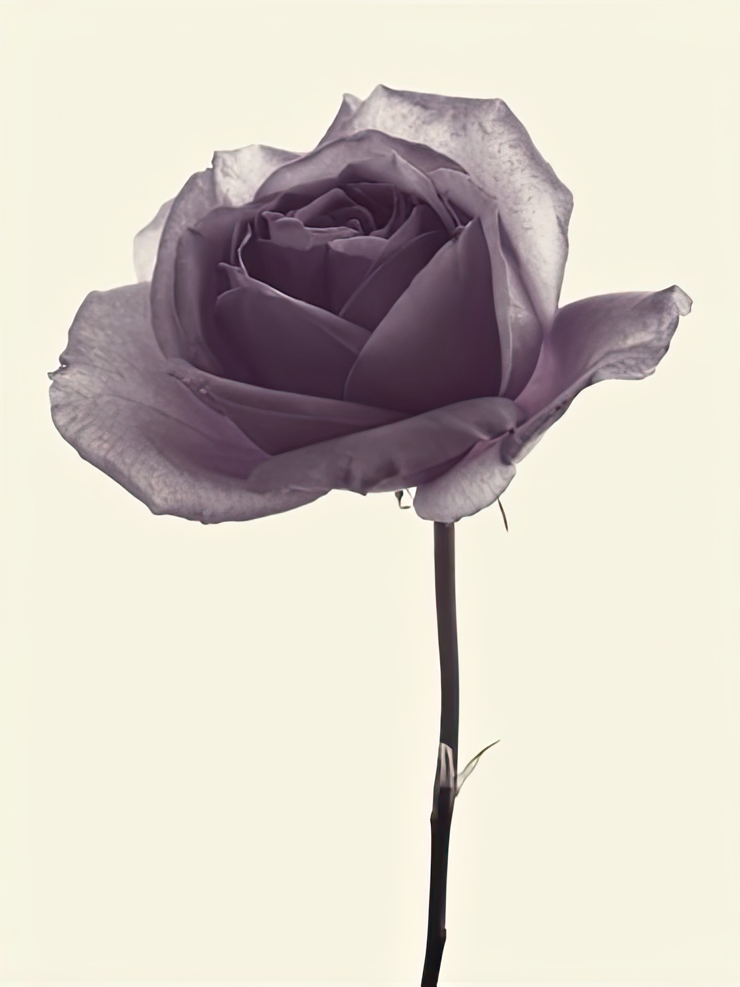 Transparent Rose II