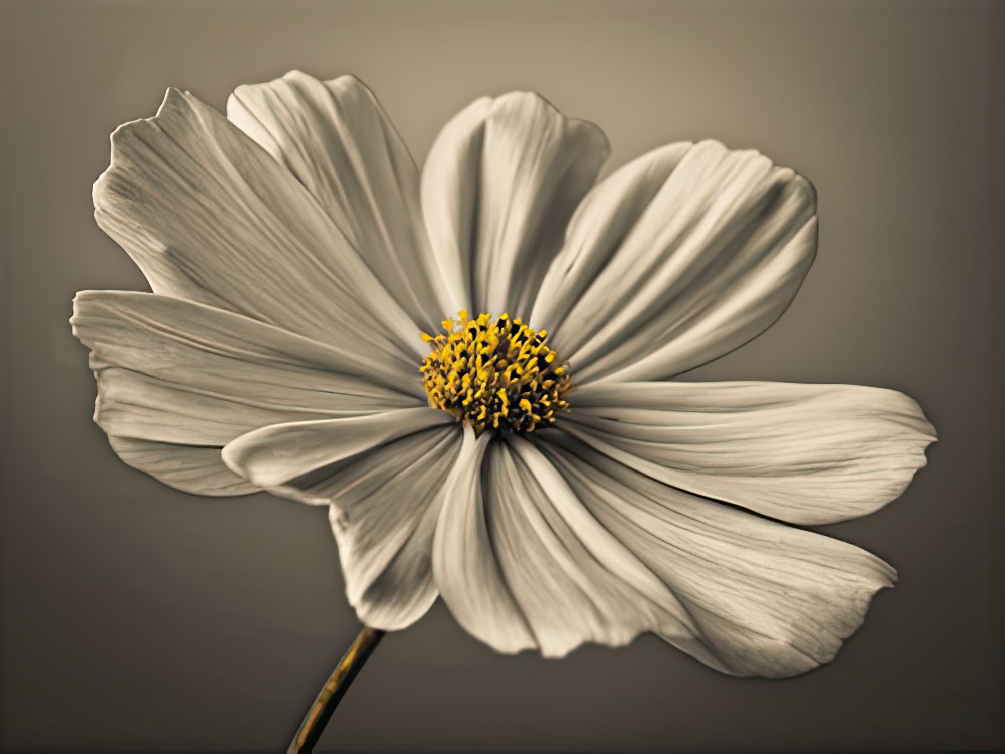 Cosmos Echo