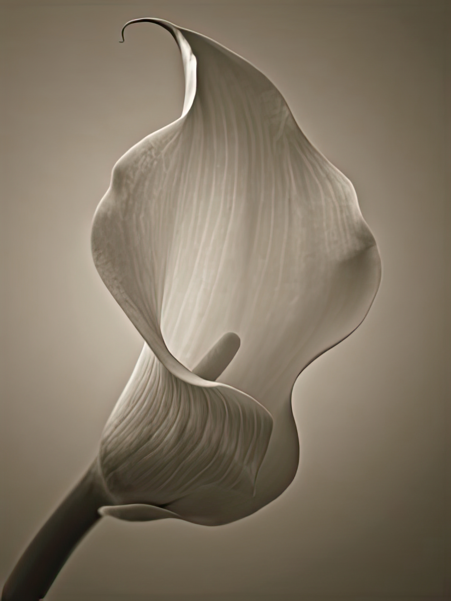 Calla Lily