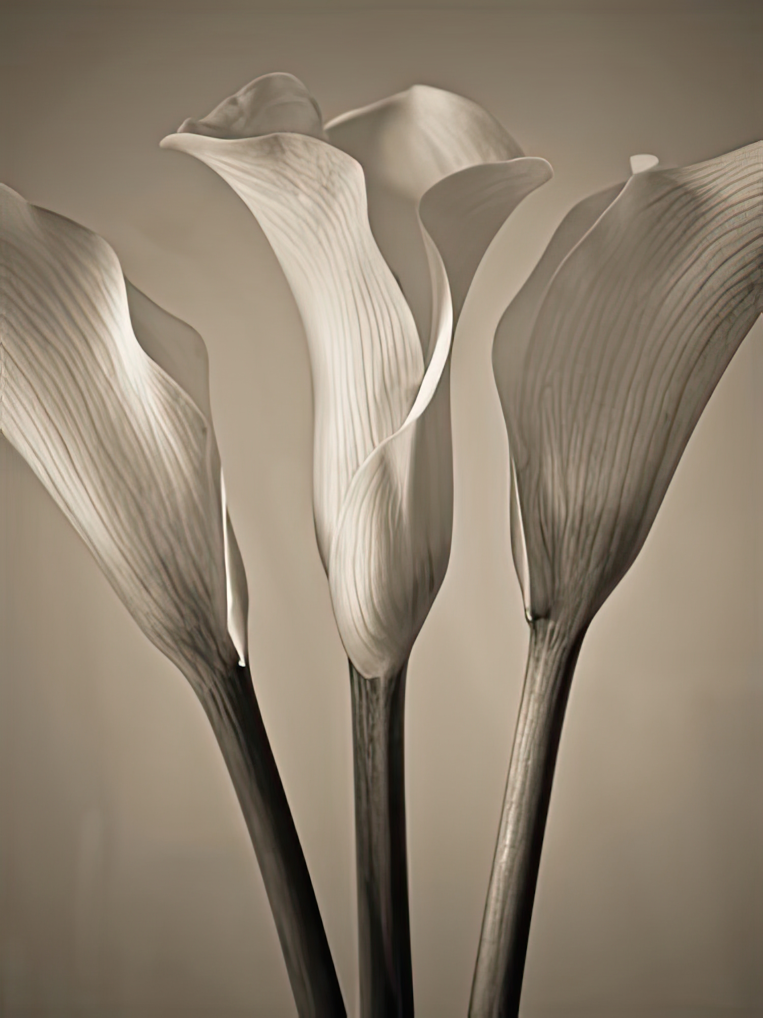 Calla Lilies