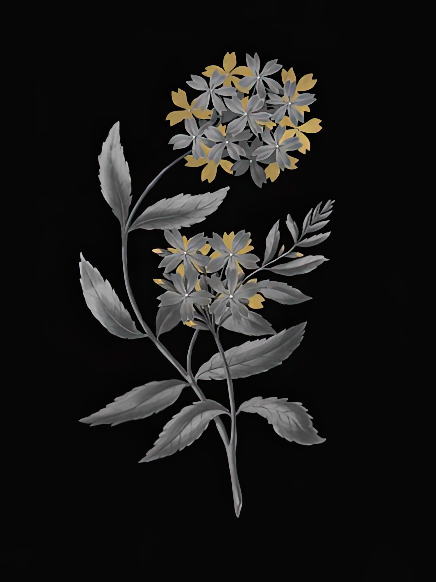 Verbena Coccinea - Luxe