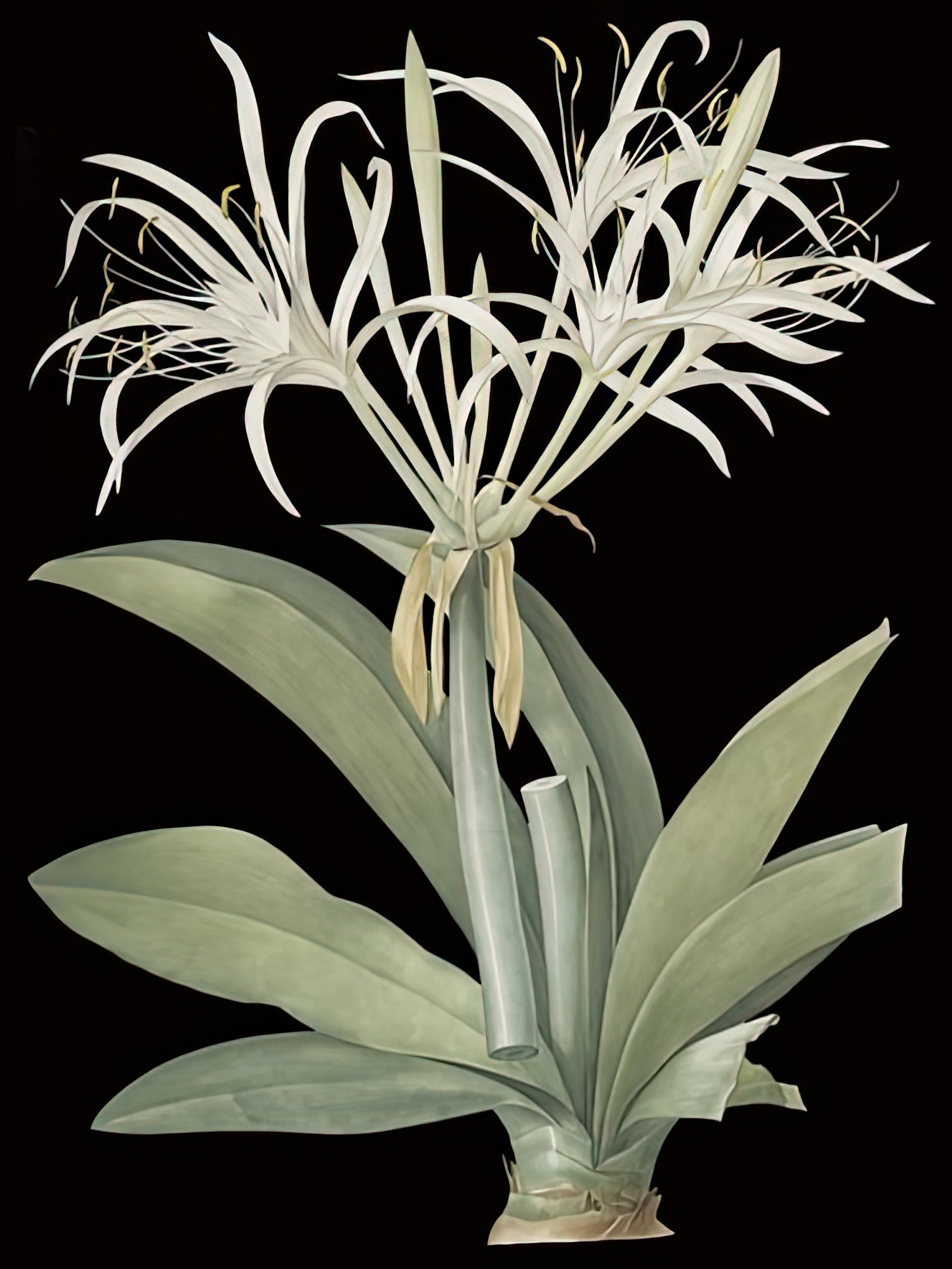 Pancratium Speciosum - Noir