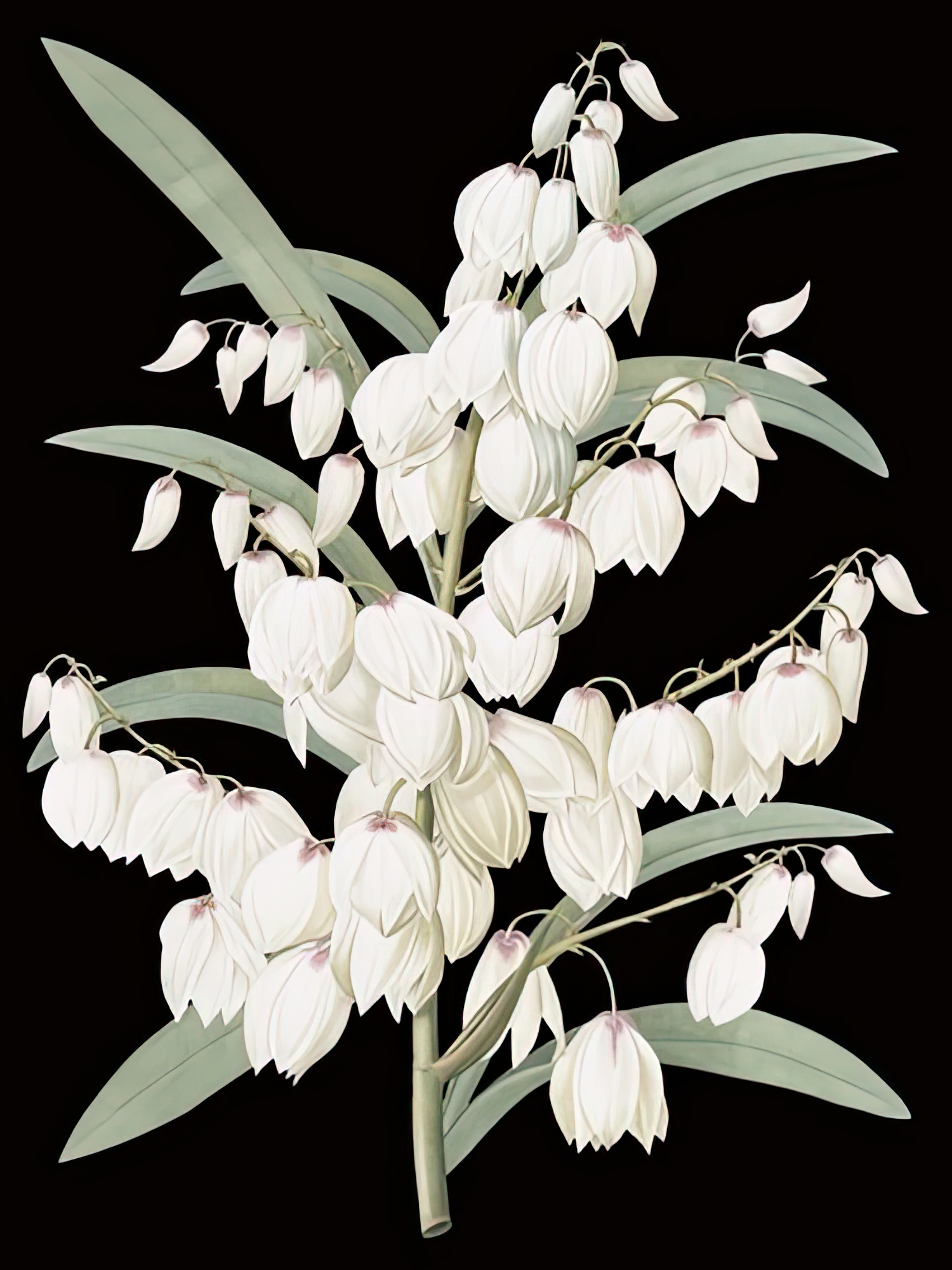 Yucca Flos - Noir