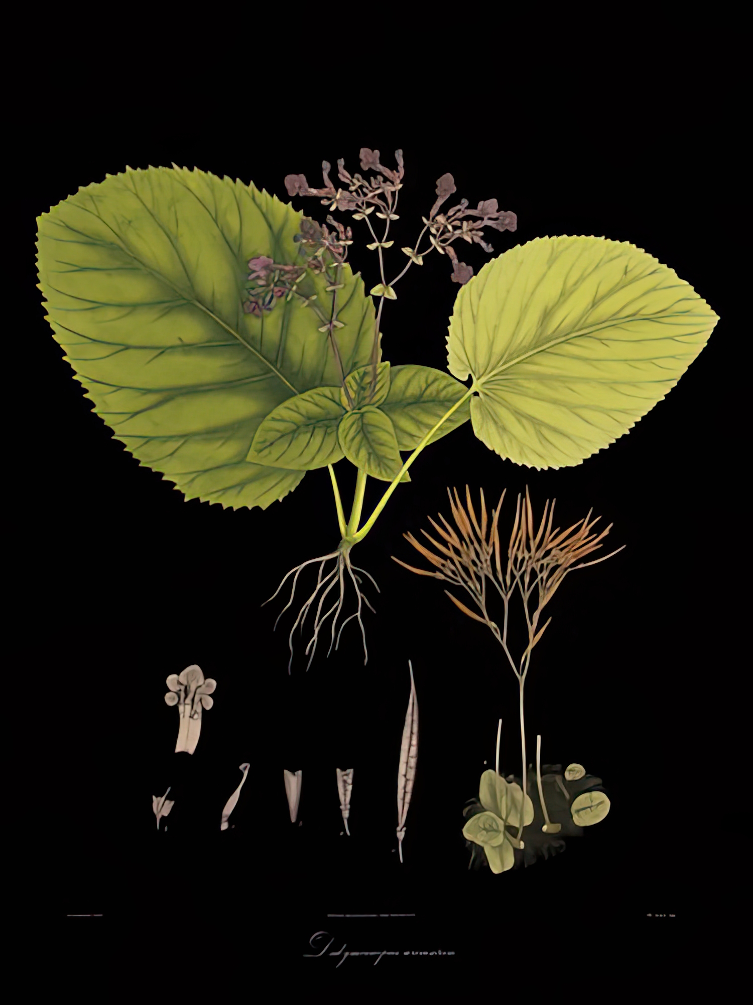 Vintage Botanicals II - Noir