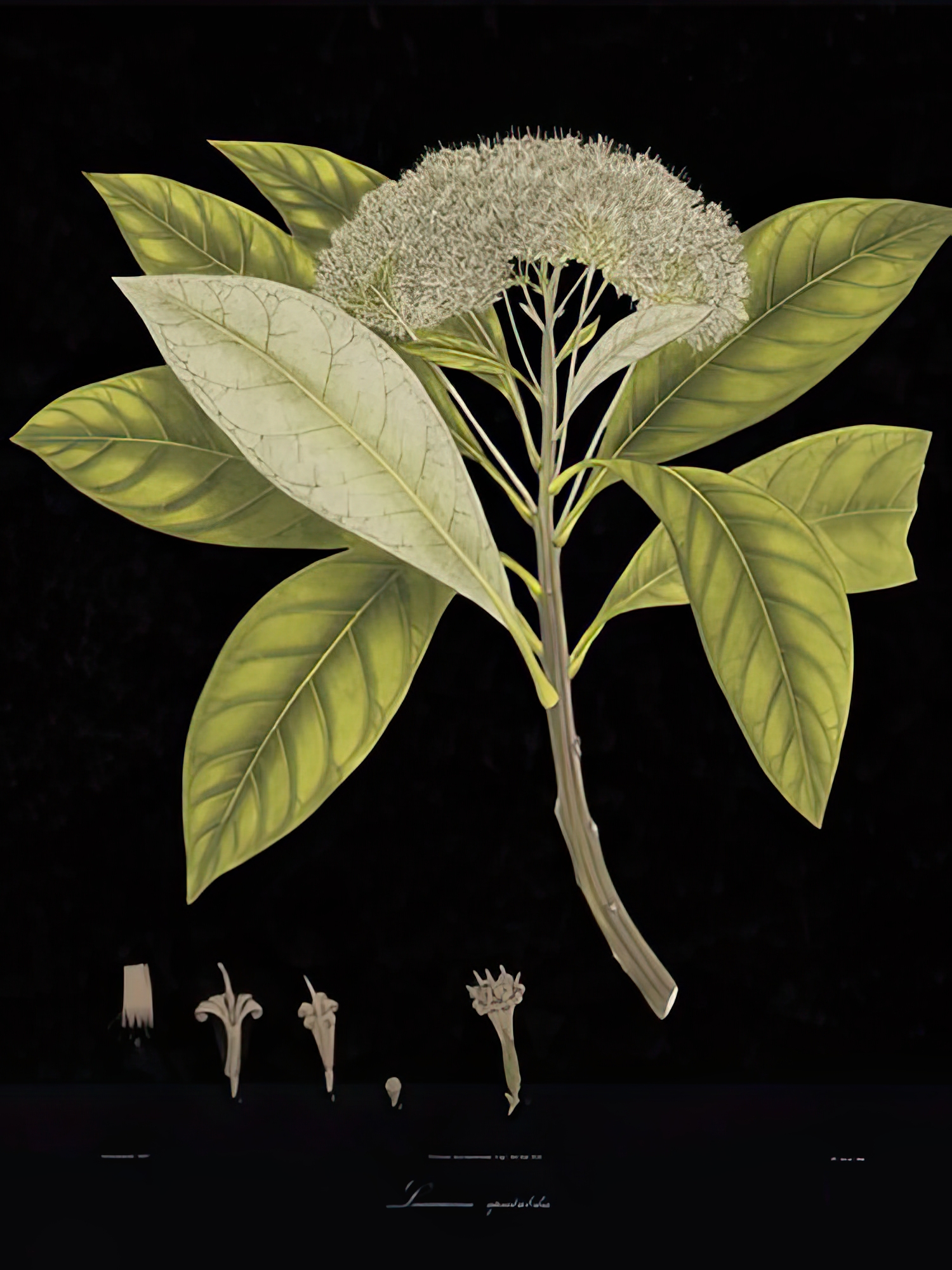 Vintage Botanicals III - Noir