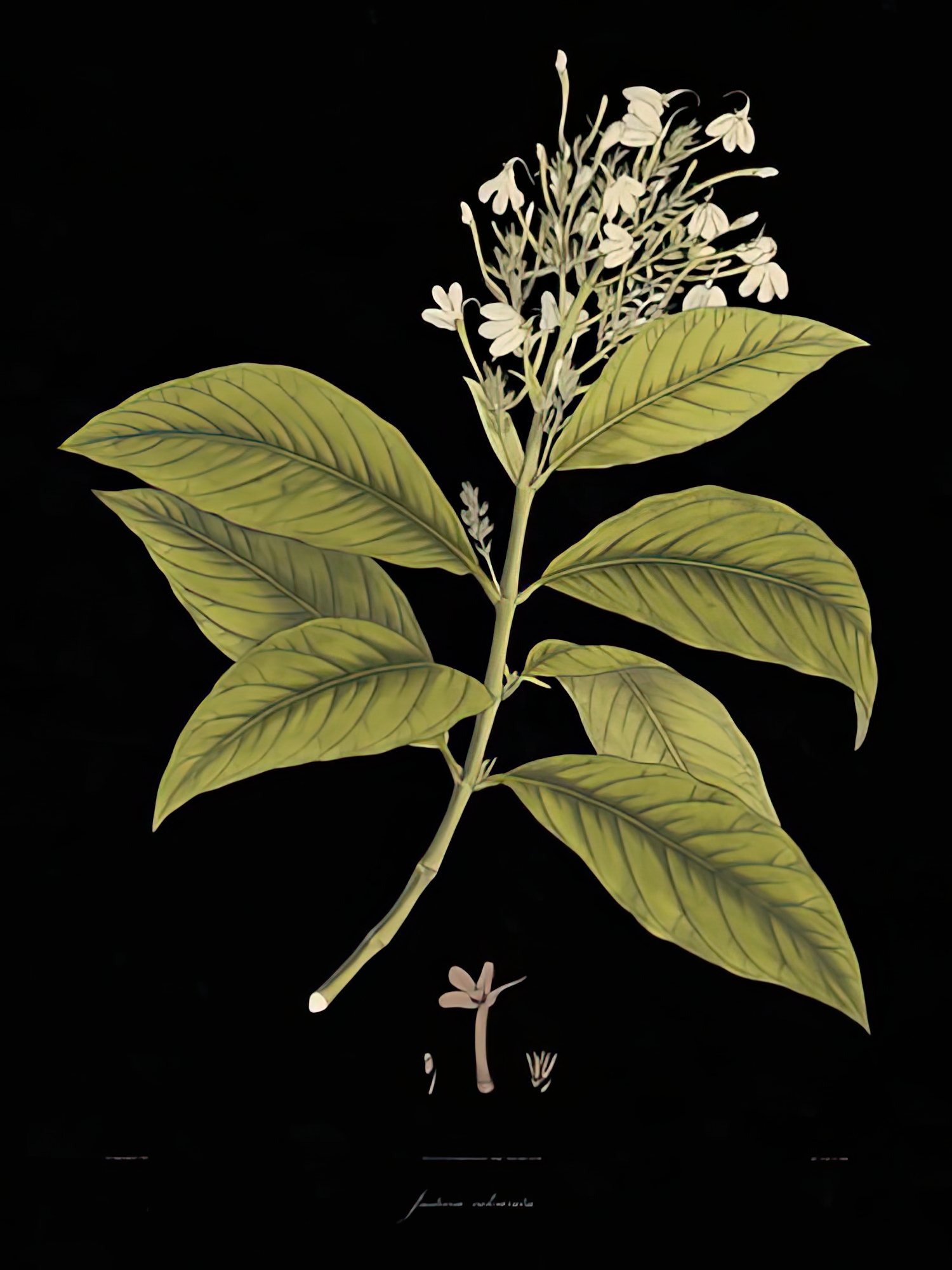Vintage Botanicals IV - Noir