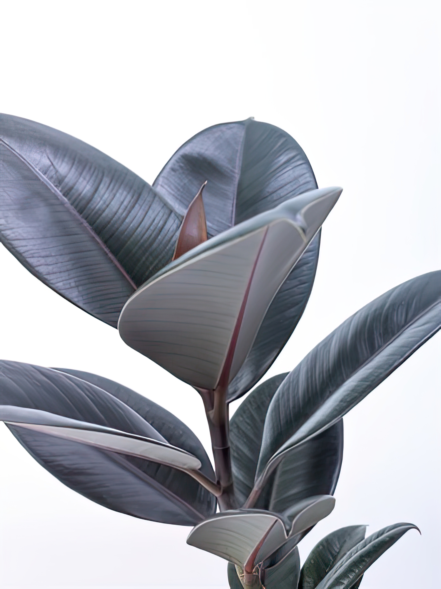 House Plant - Suri