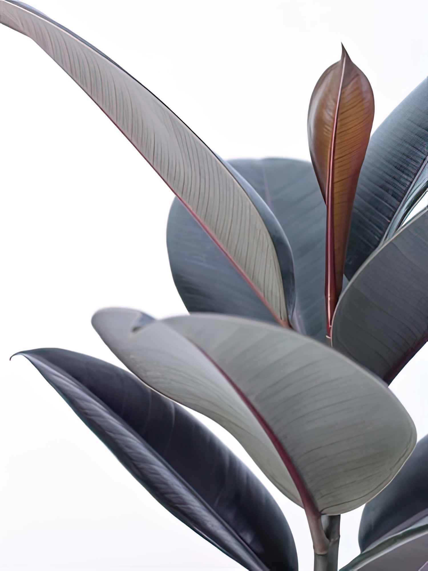 House Plant - Zey