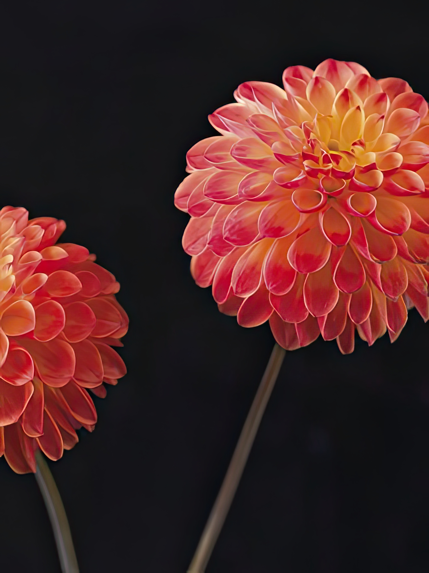 Dazzling Dahlias