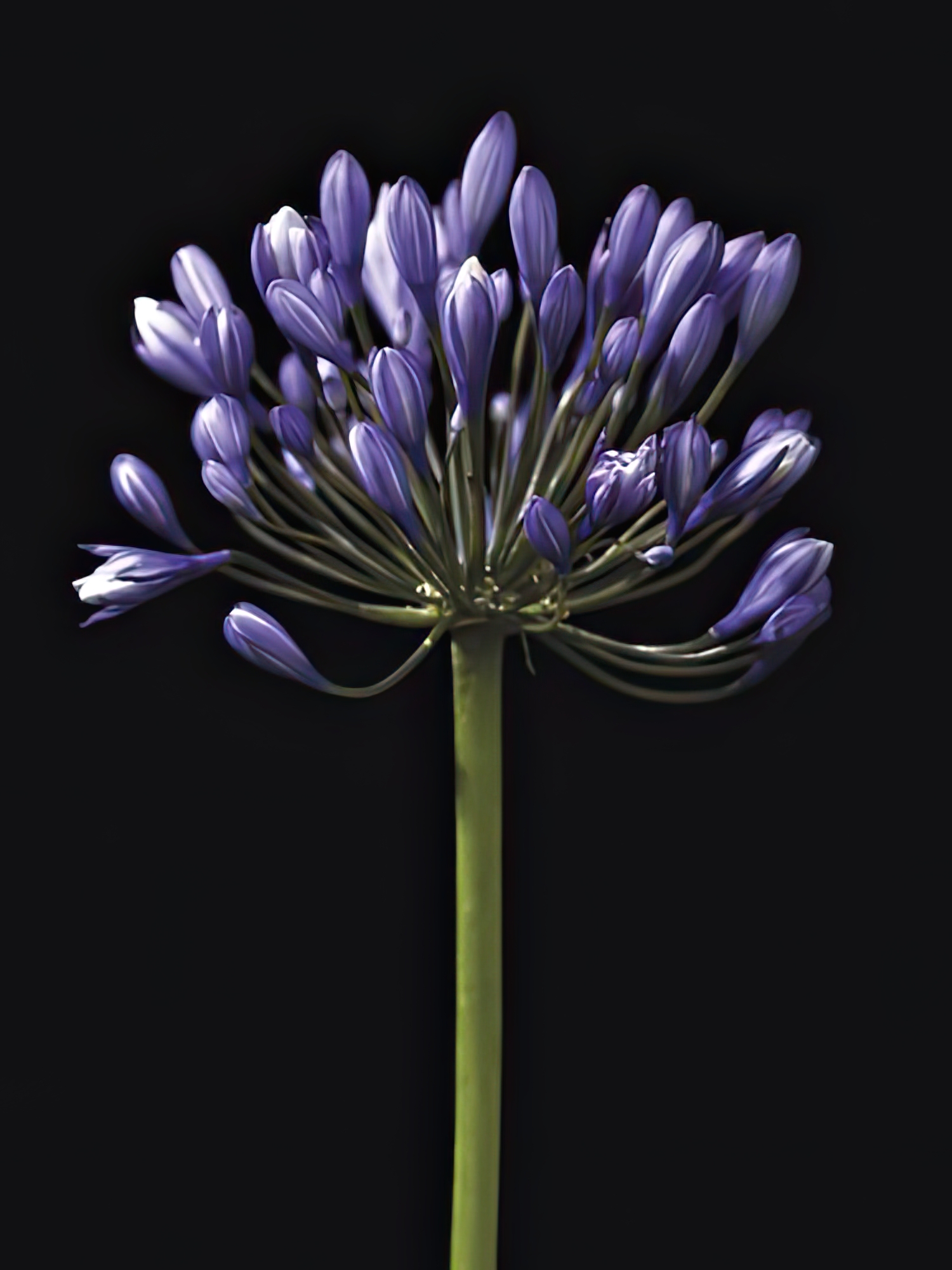 Luscious Lily