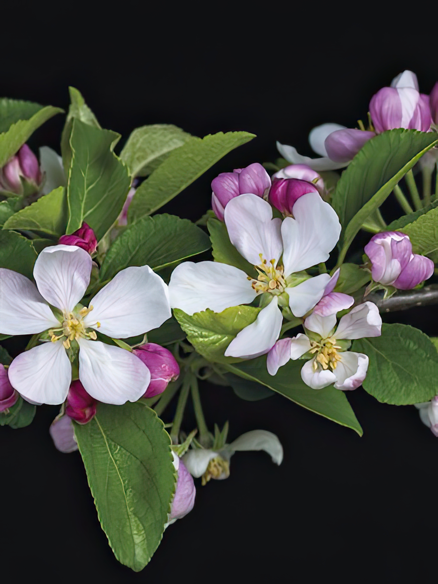 Apple Blossom Time