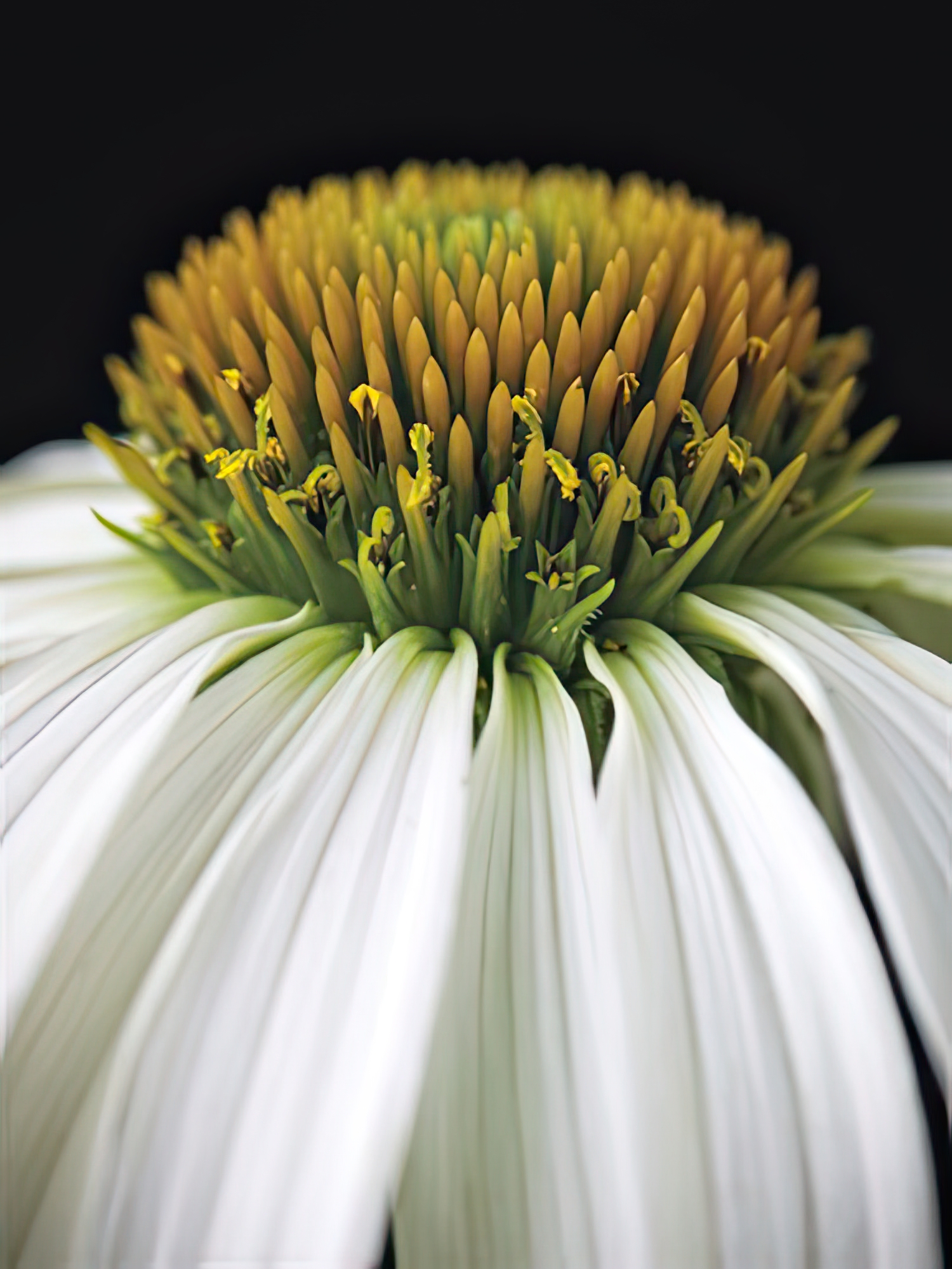Citrus Coneflower