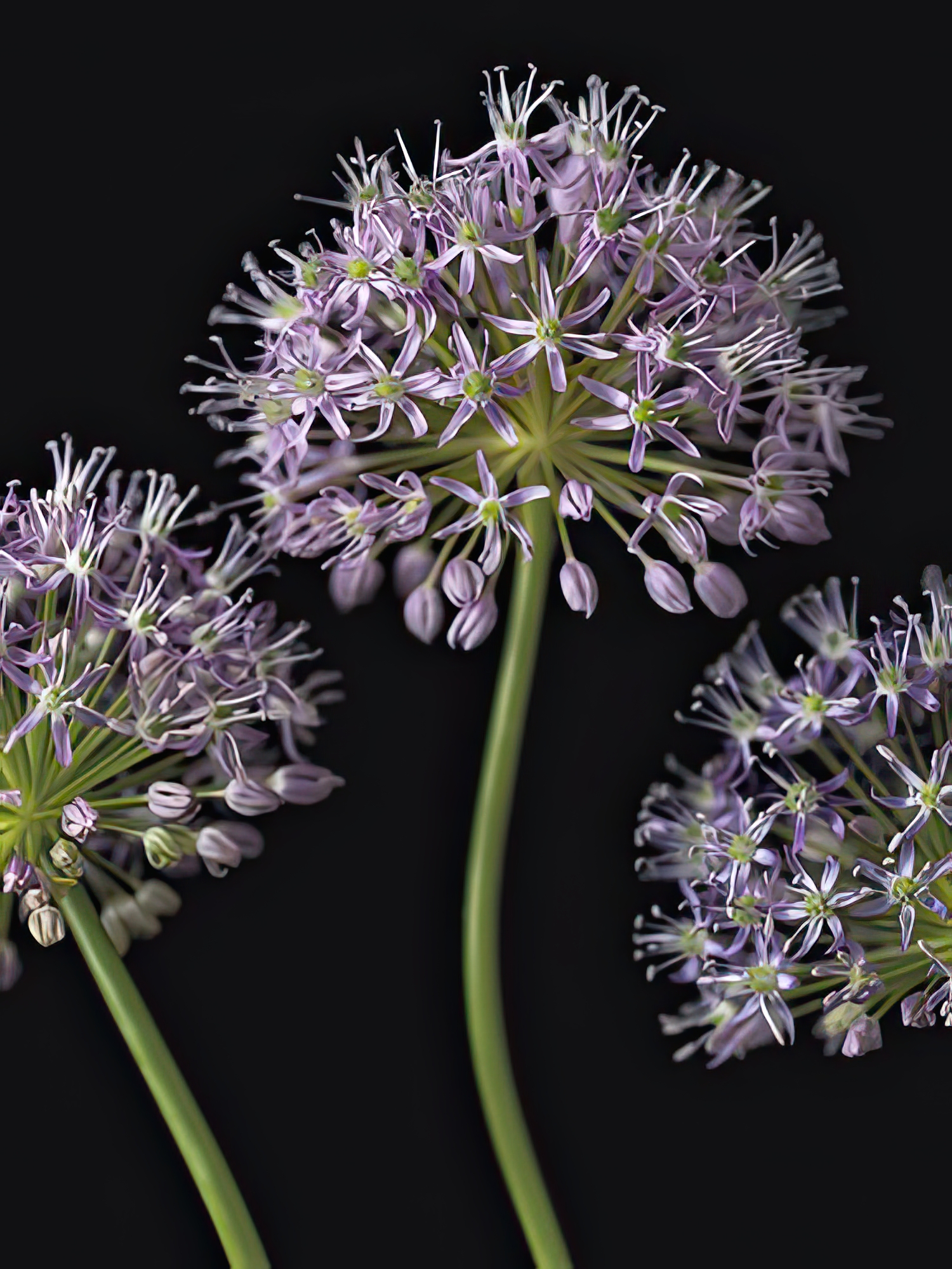 Airy Alliums