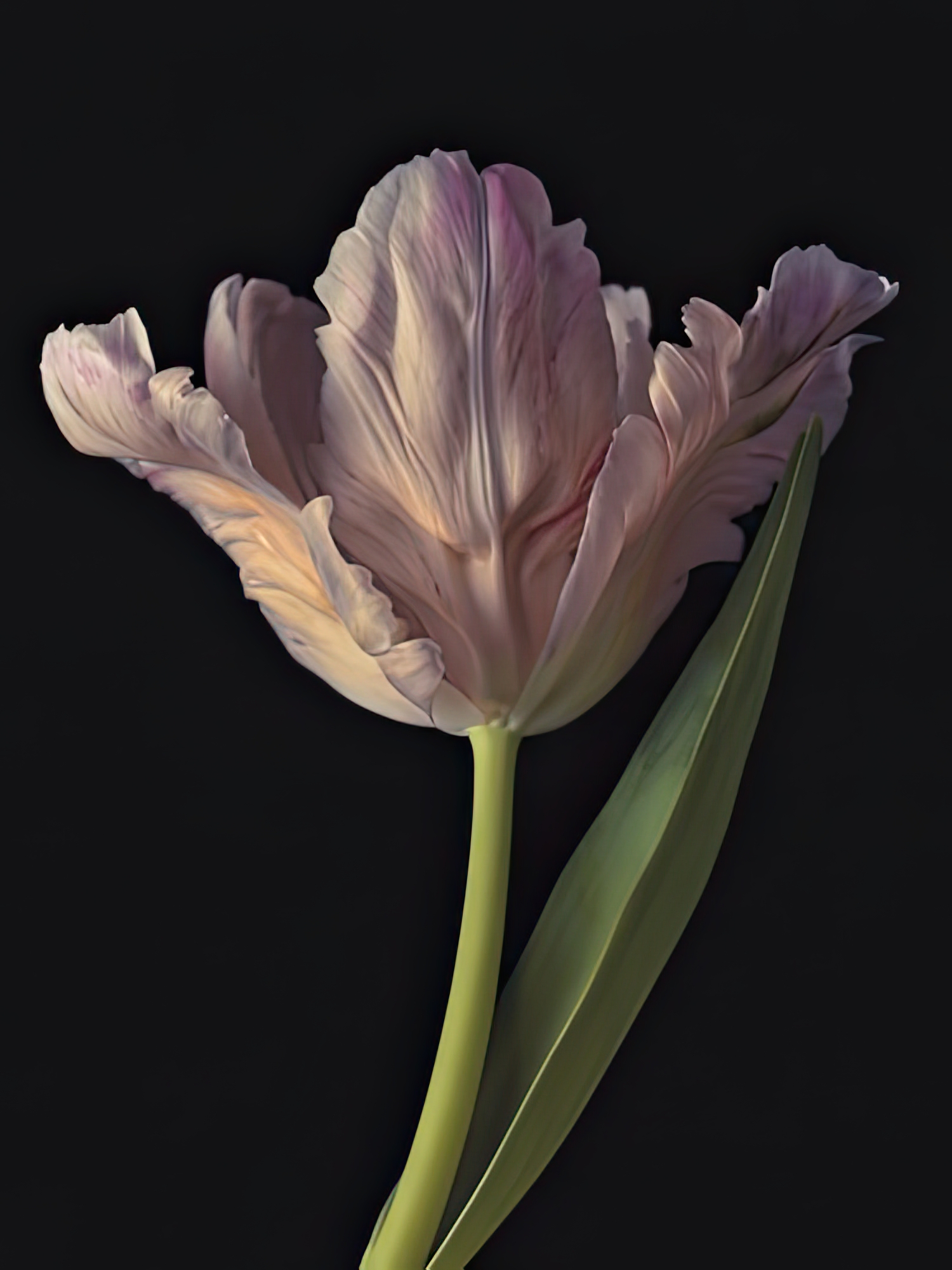 Tantalising Tulip