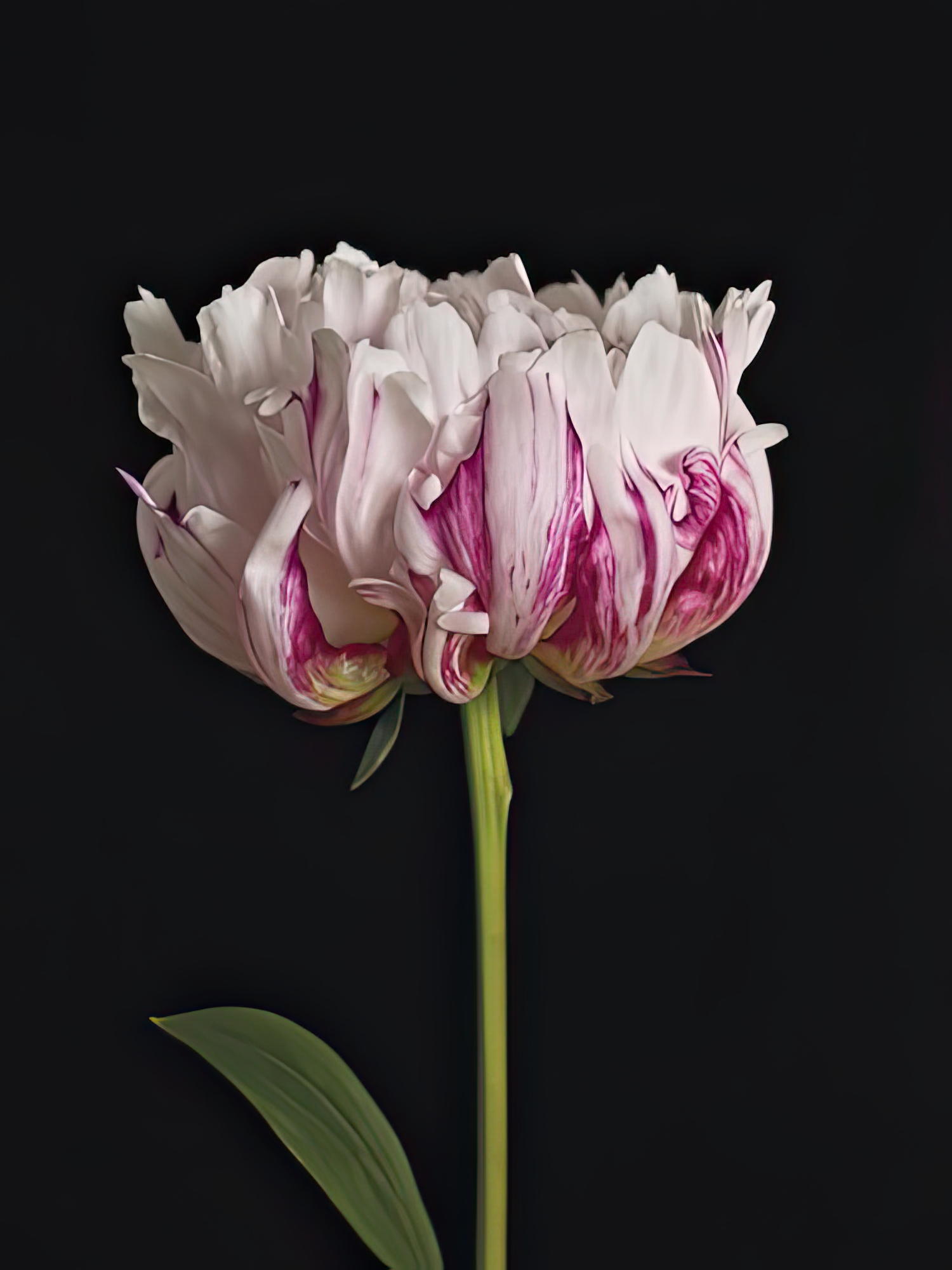Perfect Peony