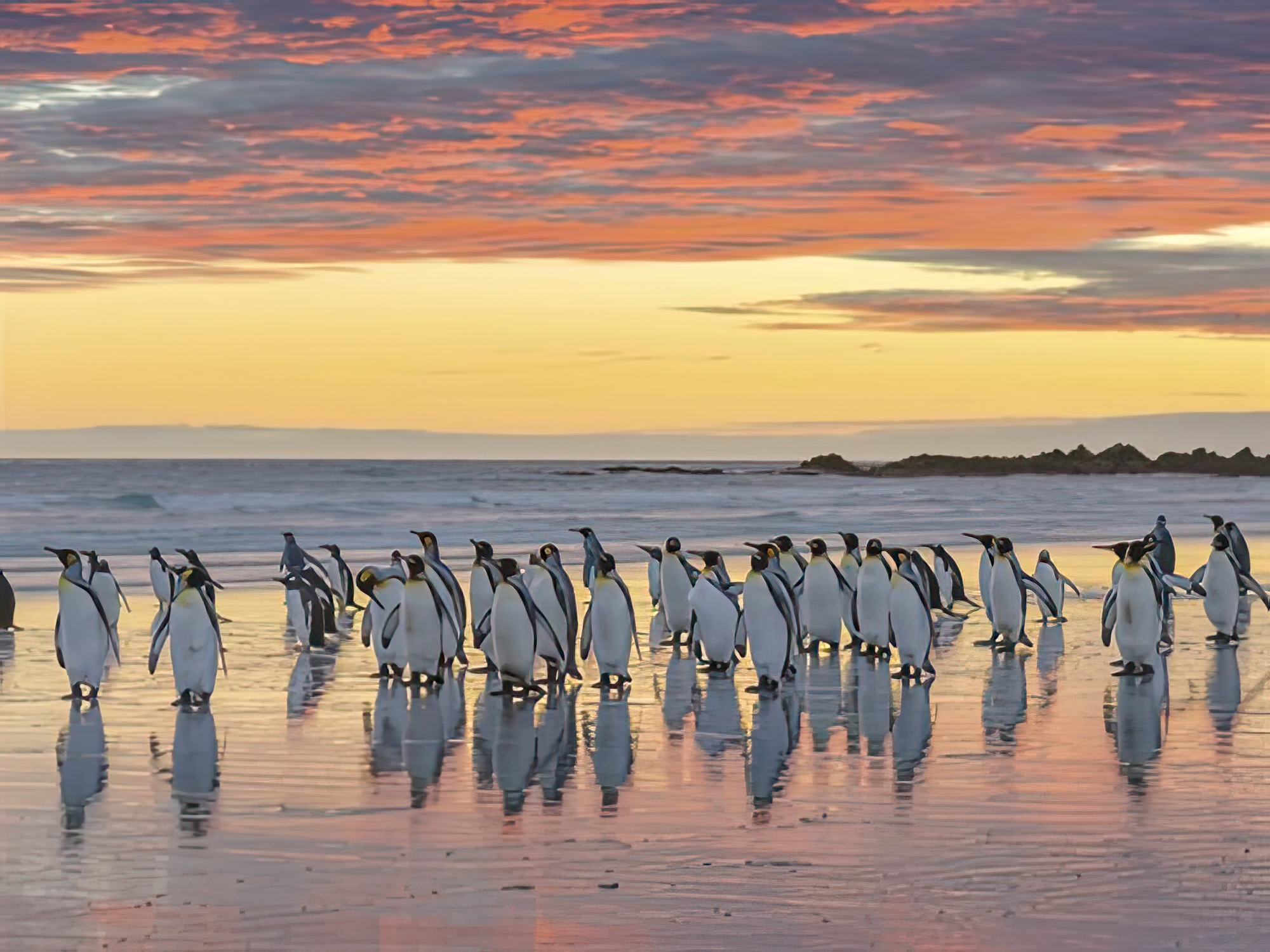 Penguin Procession