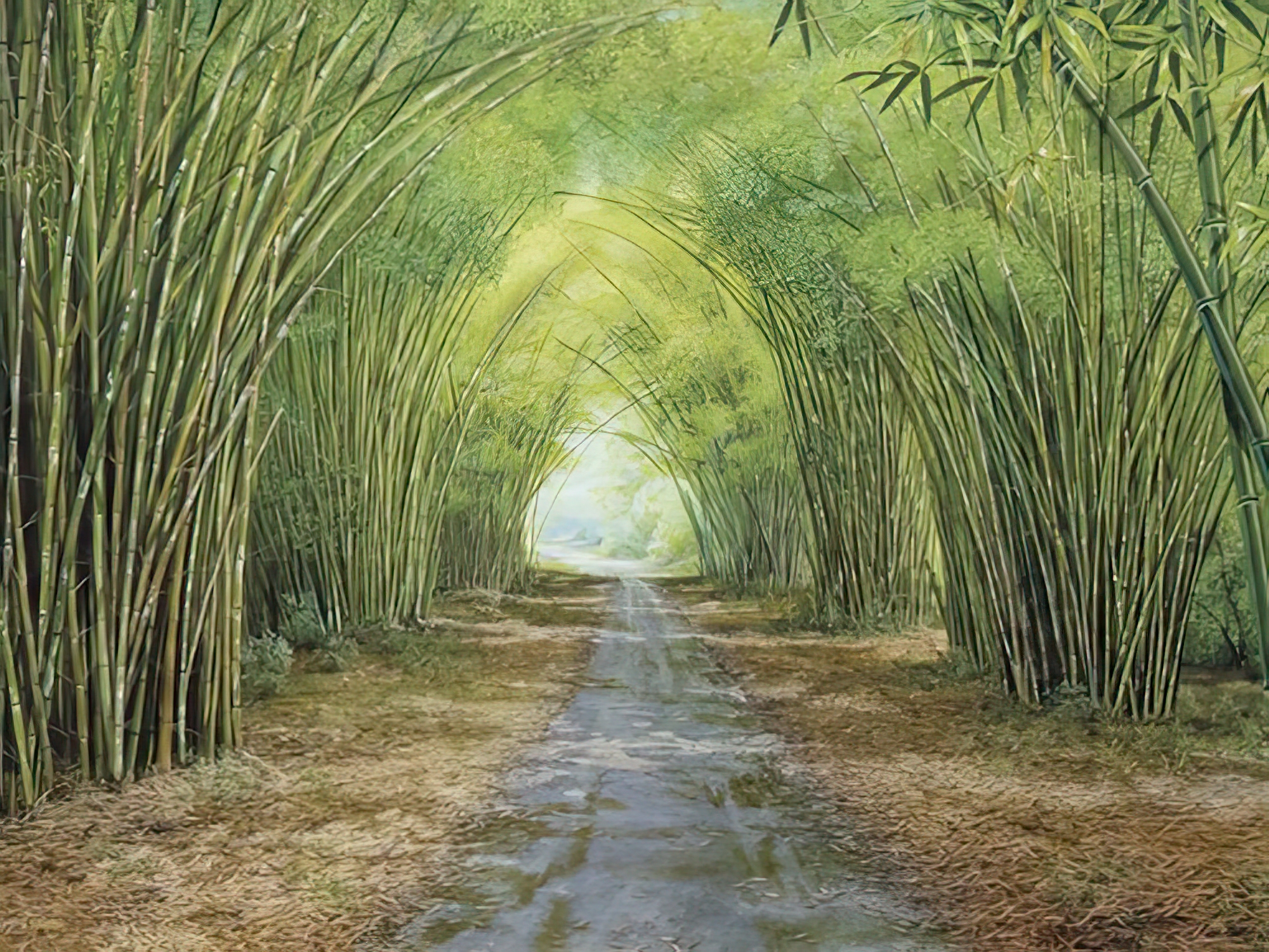 Forest Path