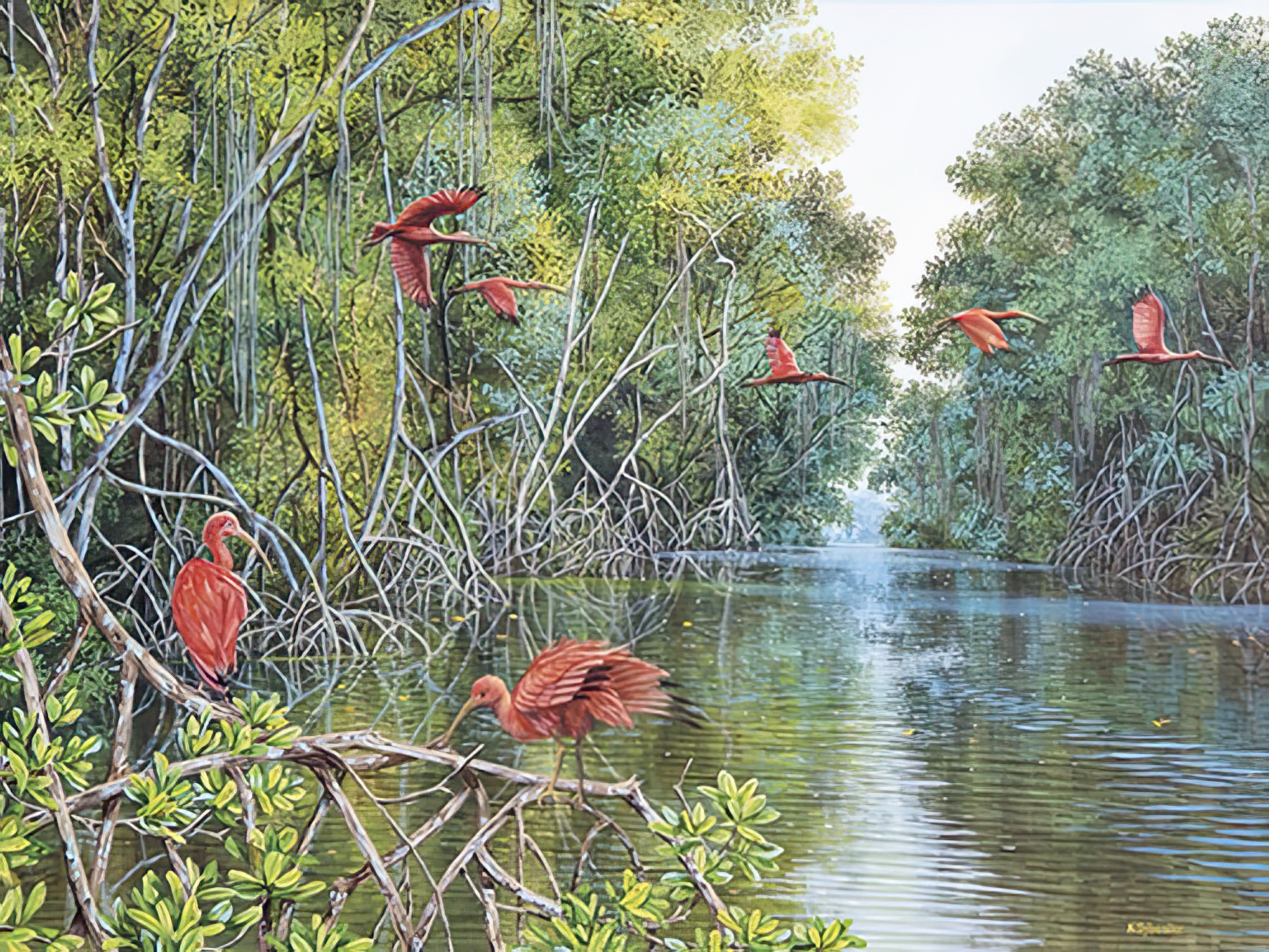 Scarlet Ibis