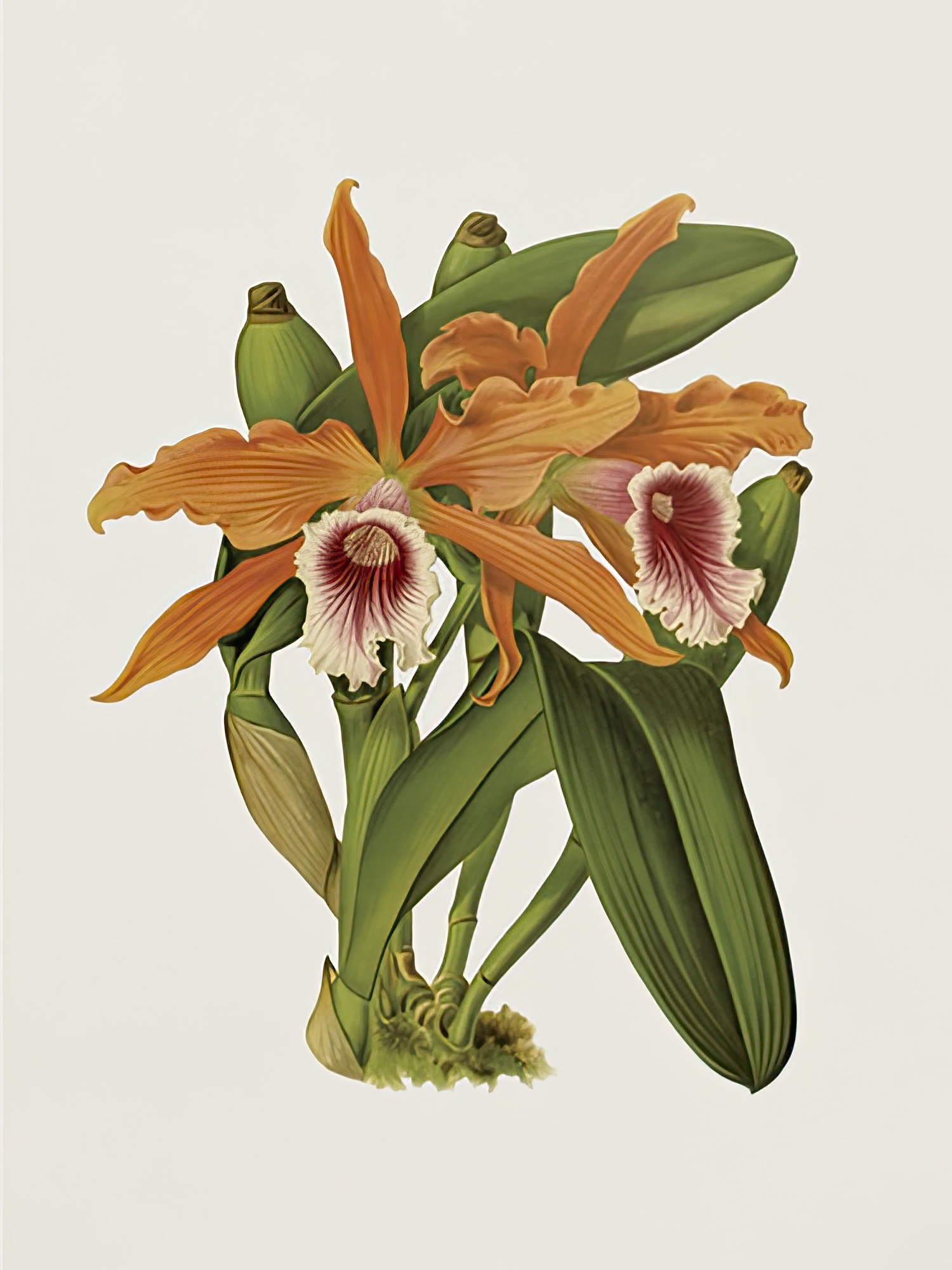 Laelia Tenebrosa