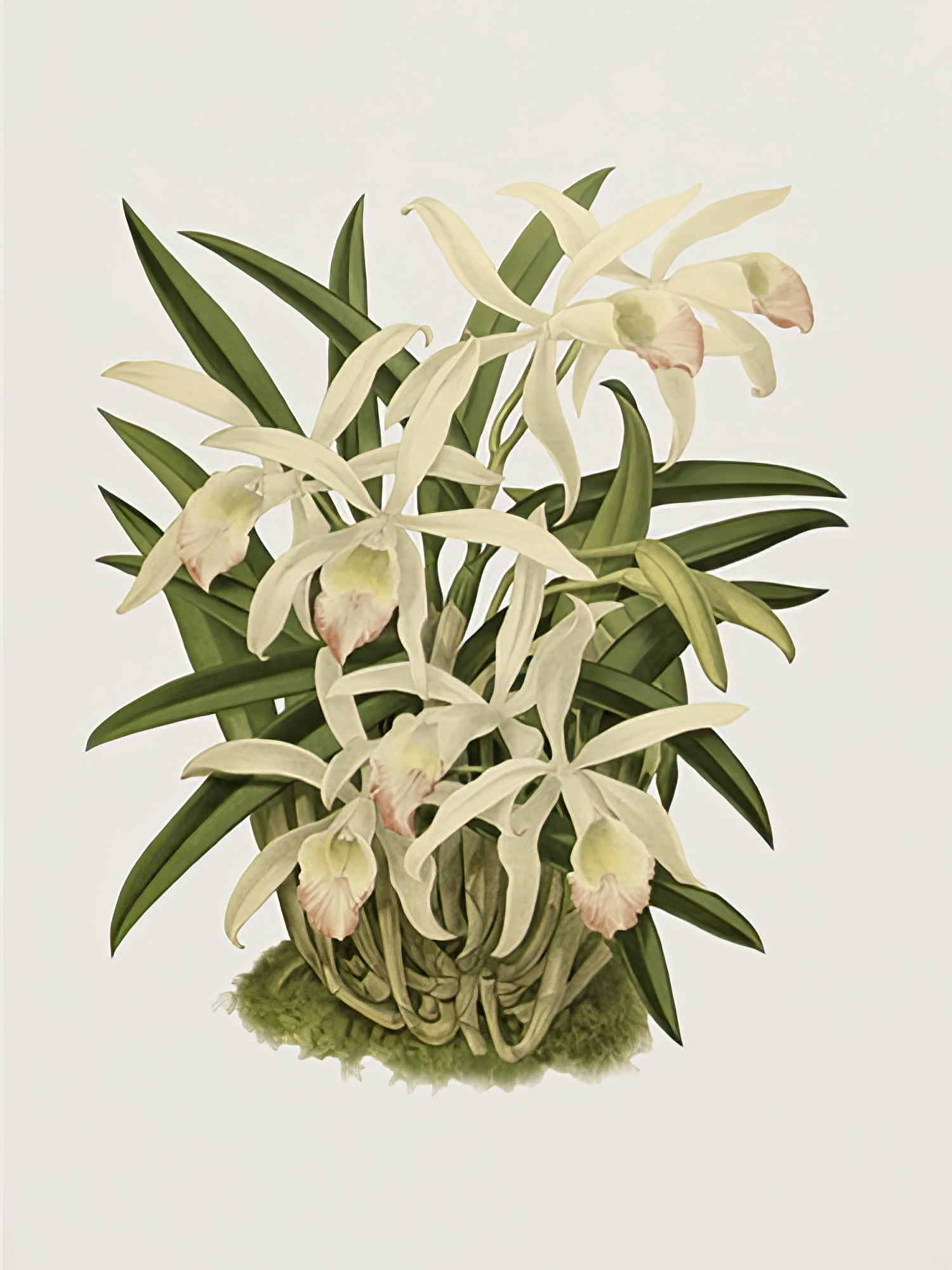 Laelia Lindleyana