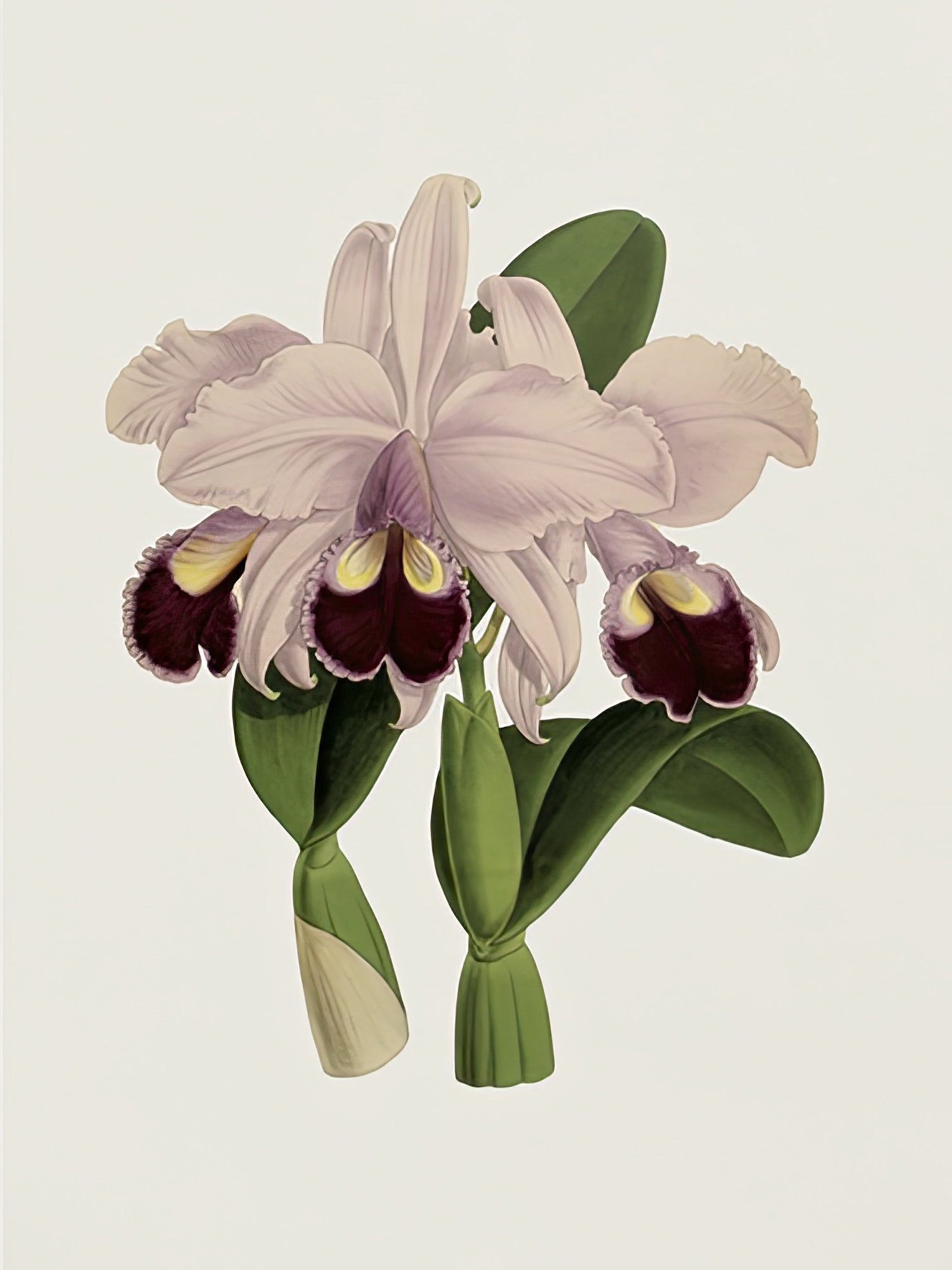 Cattleya Labiata
