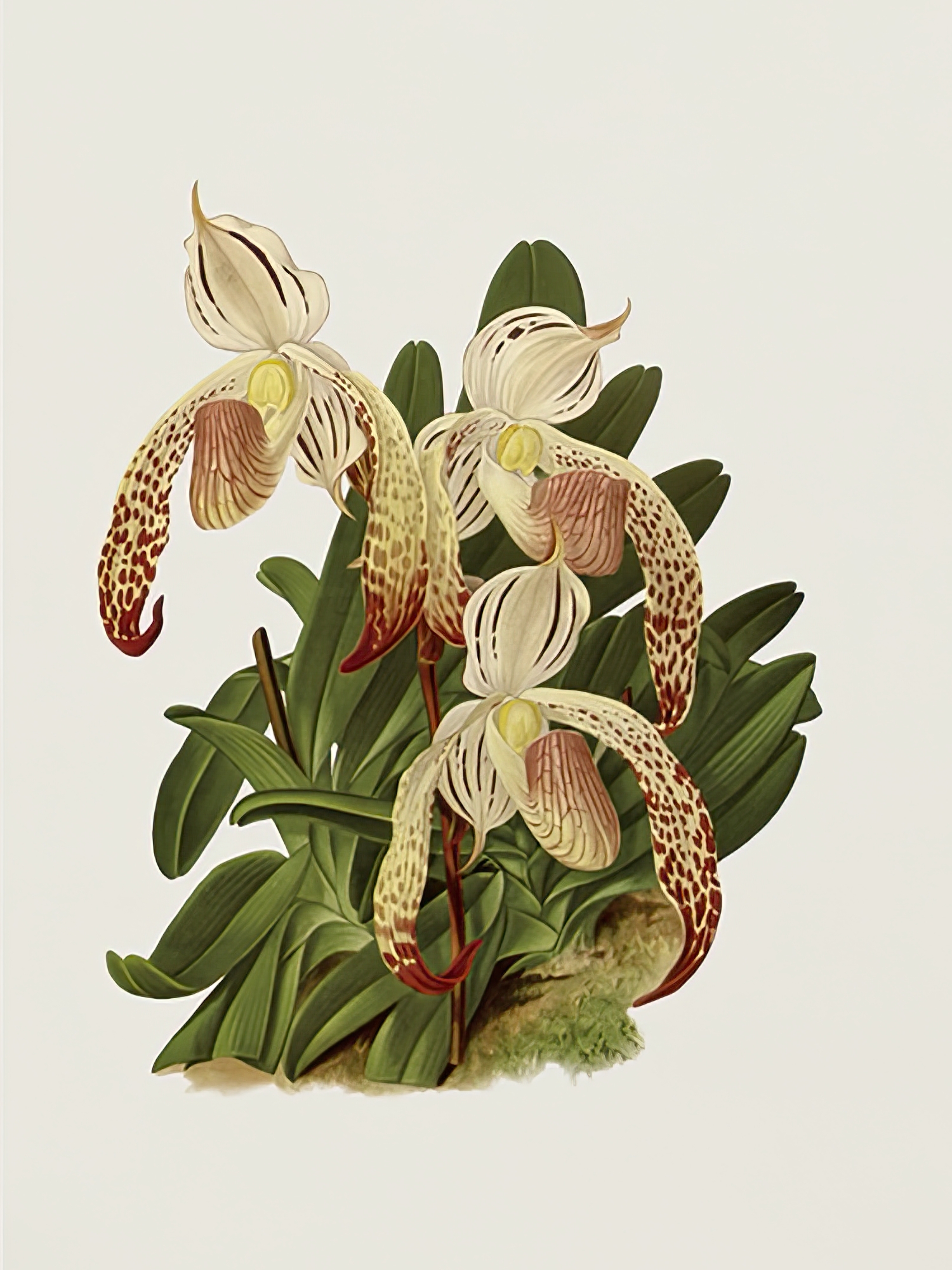 Cypripedium Platytaenium