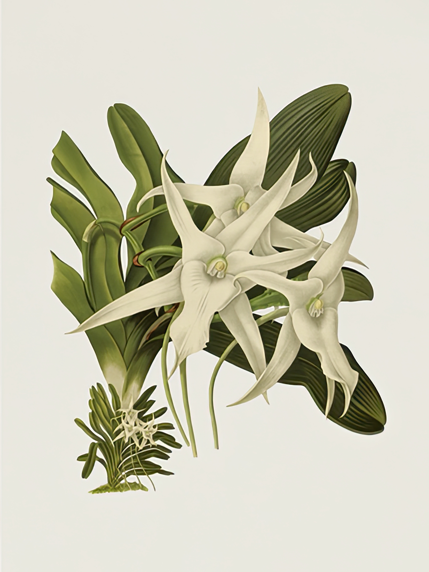 Angraecum Sesquipedale