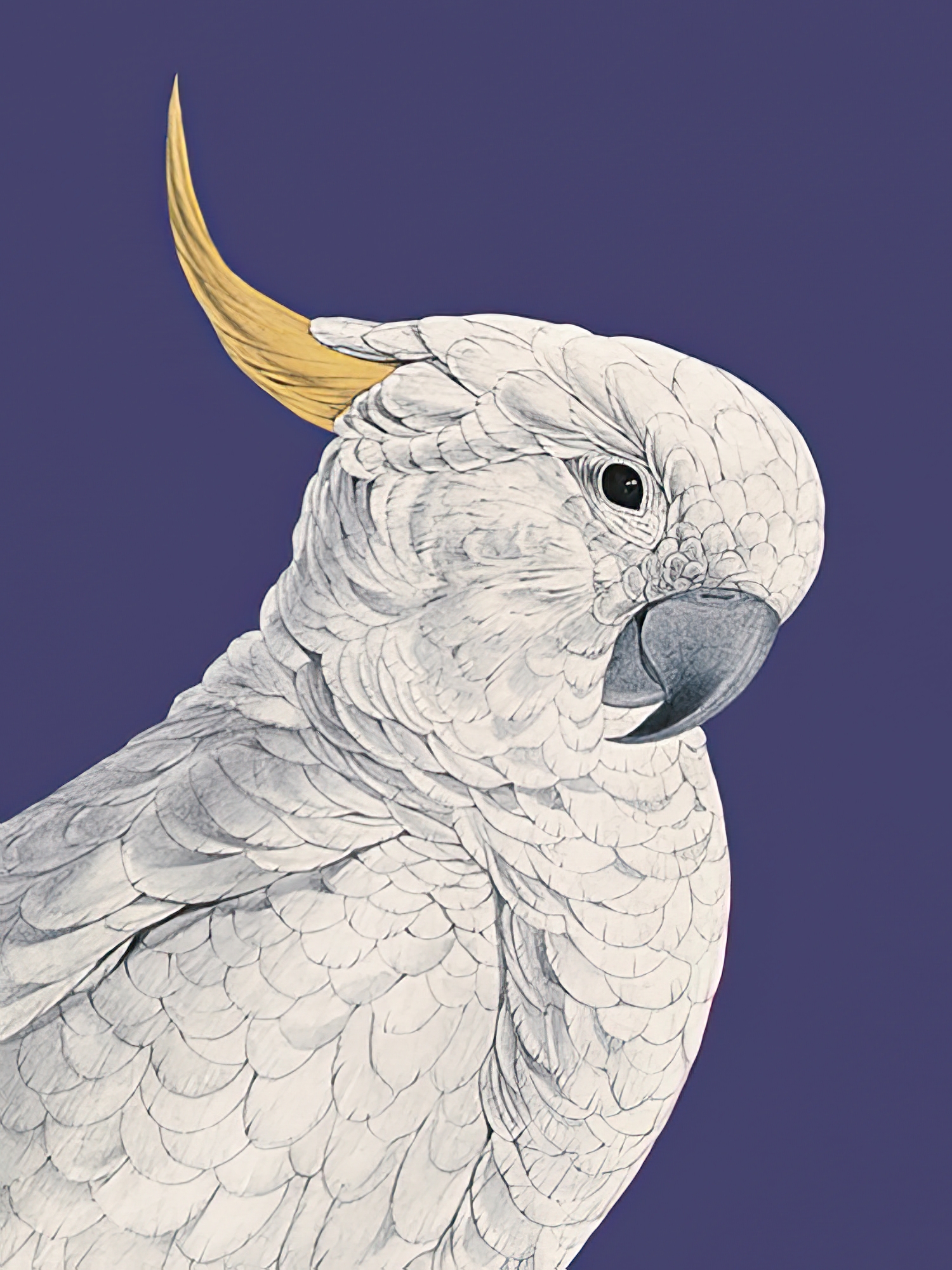 Tropical Colour - Greater Sulphur-Crested Cockatoo