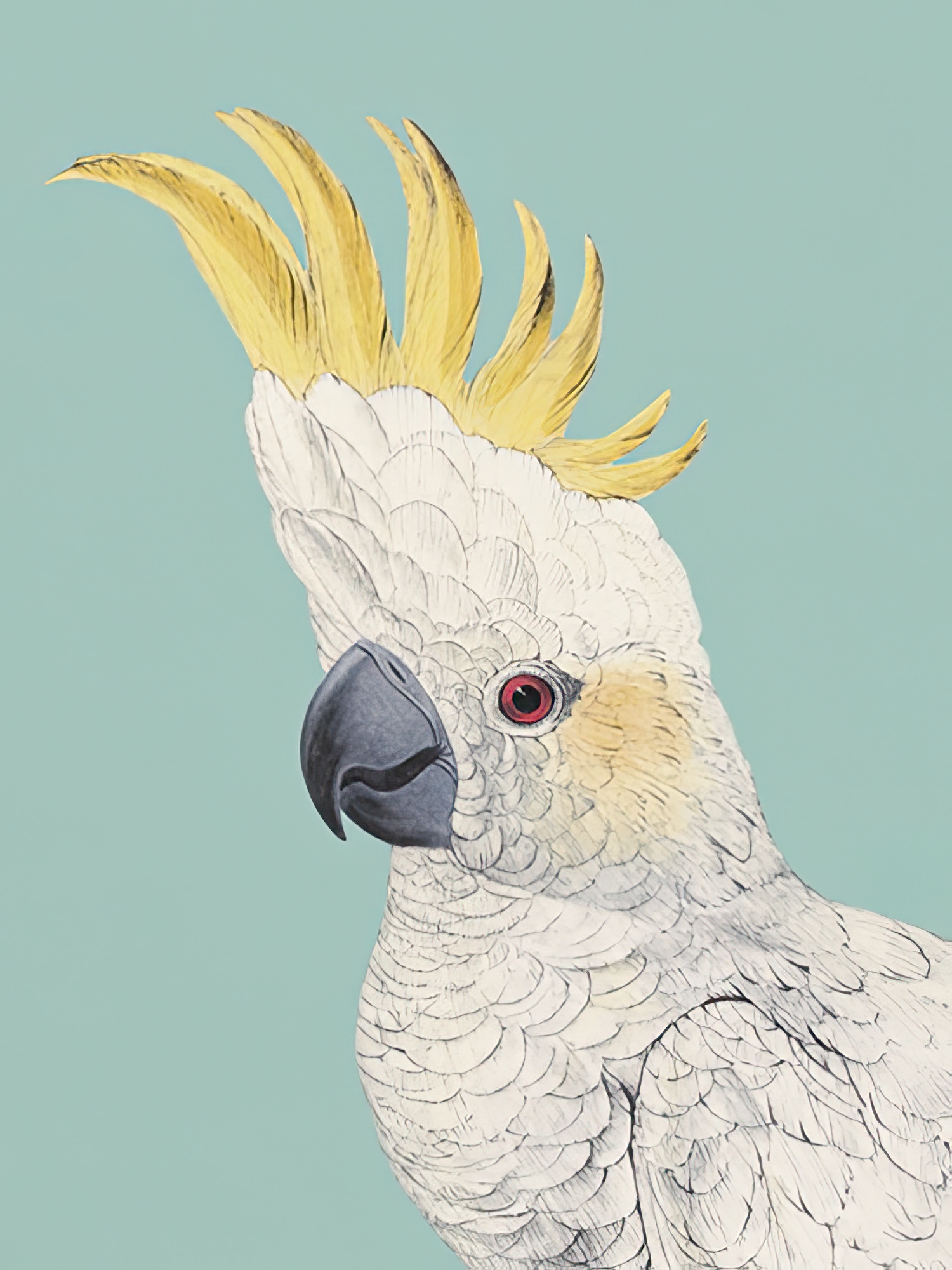 Tropical Colour - Lesser Sulphur-Crested Cockatoo