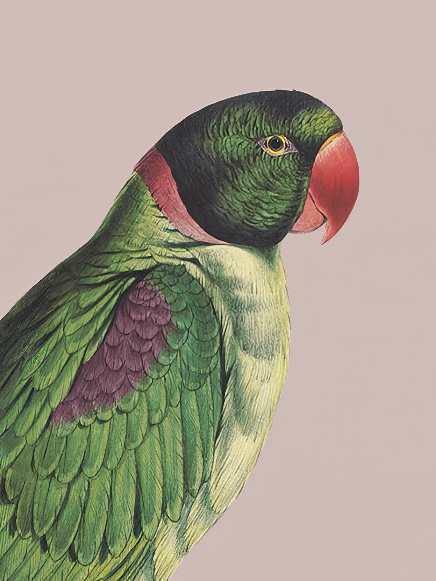 Tropical Colour - Hooded Parakeet