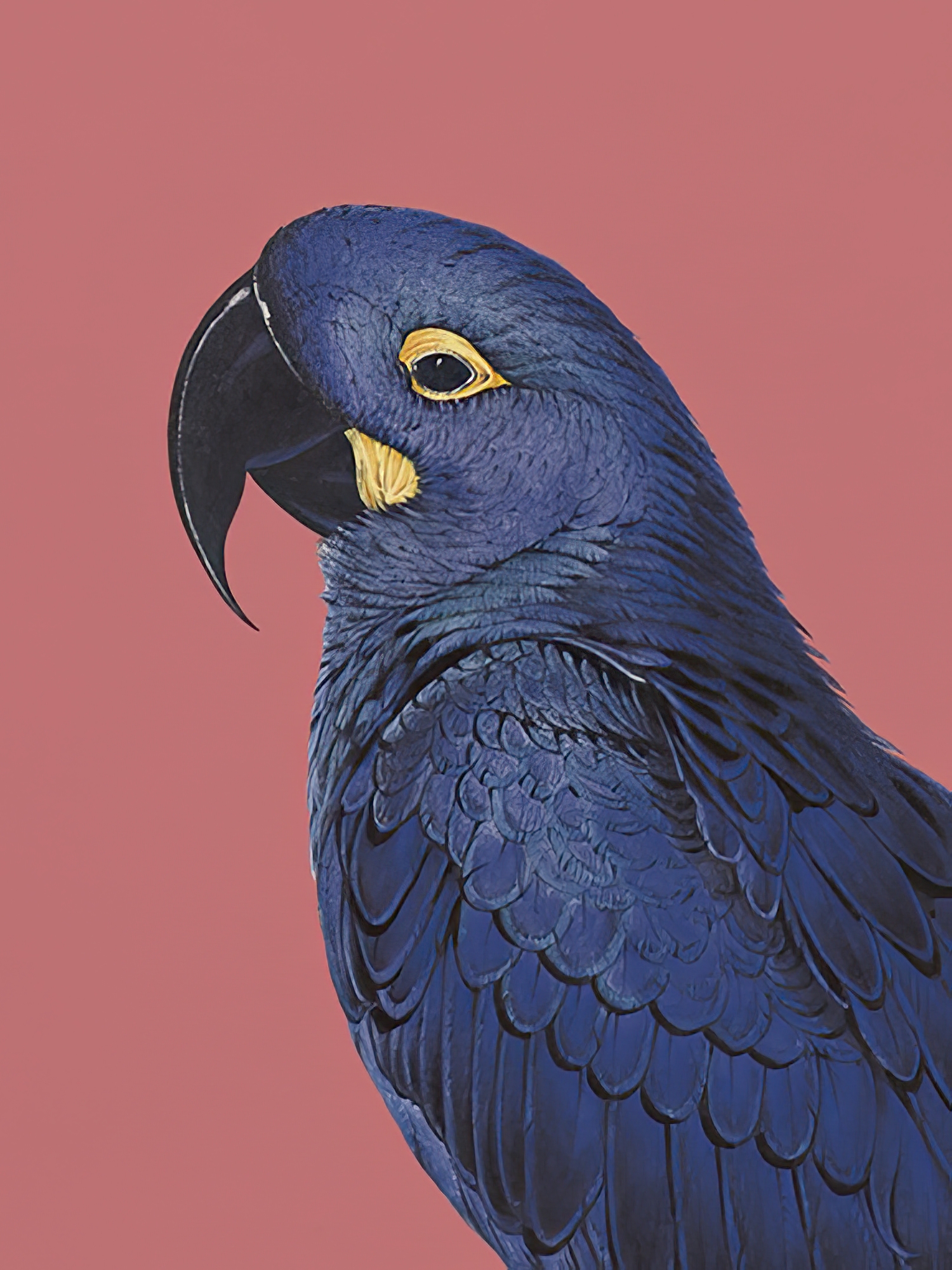 Tropical Colour - Hyacinthine Parakeet