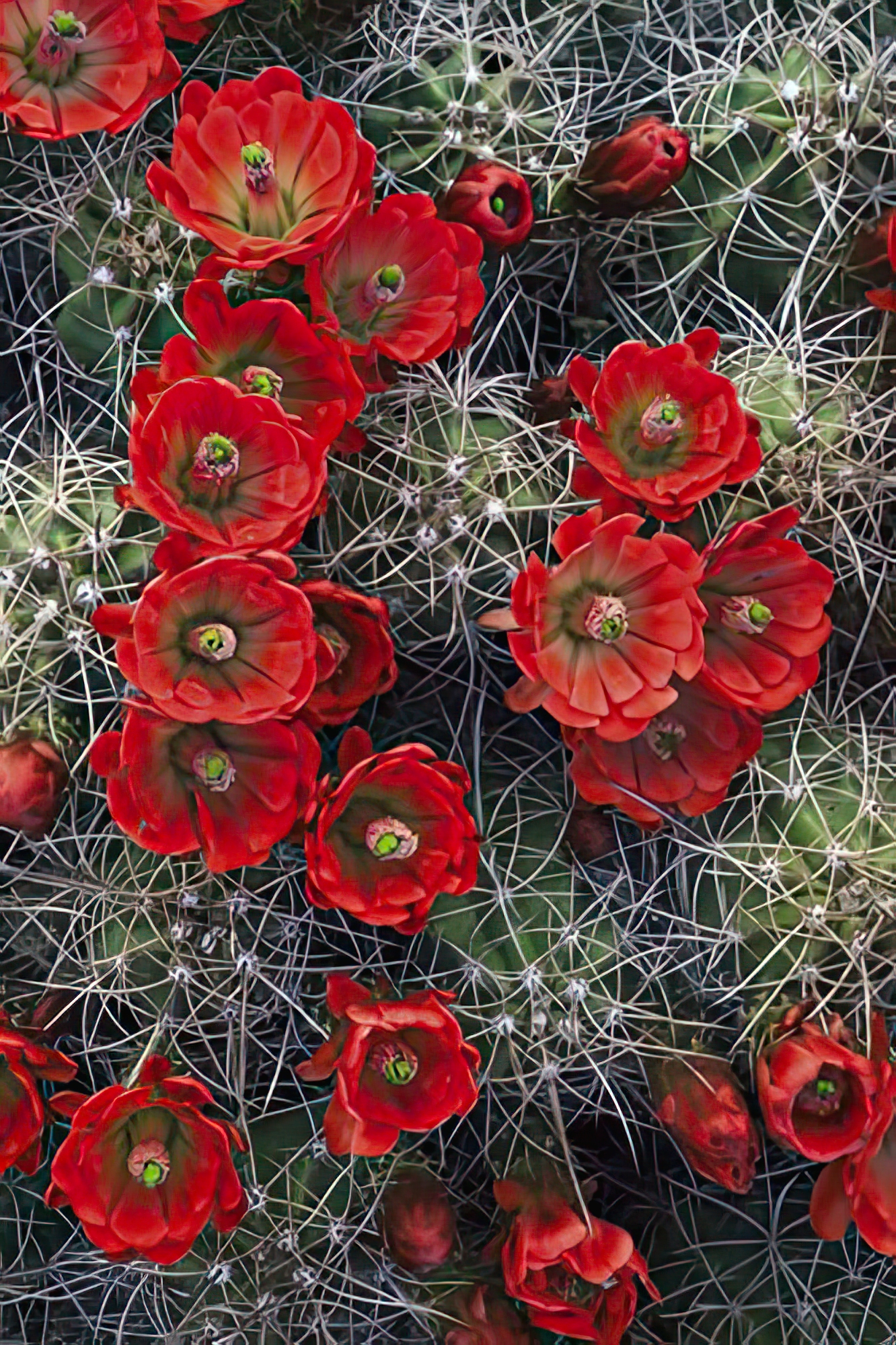 Claret Cup