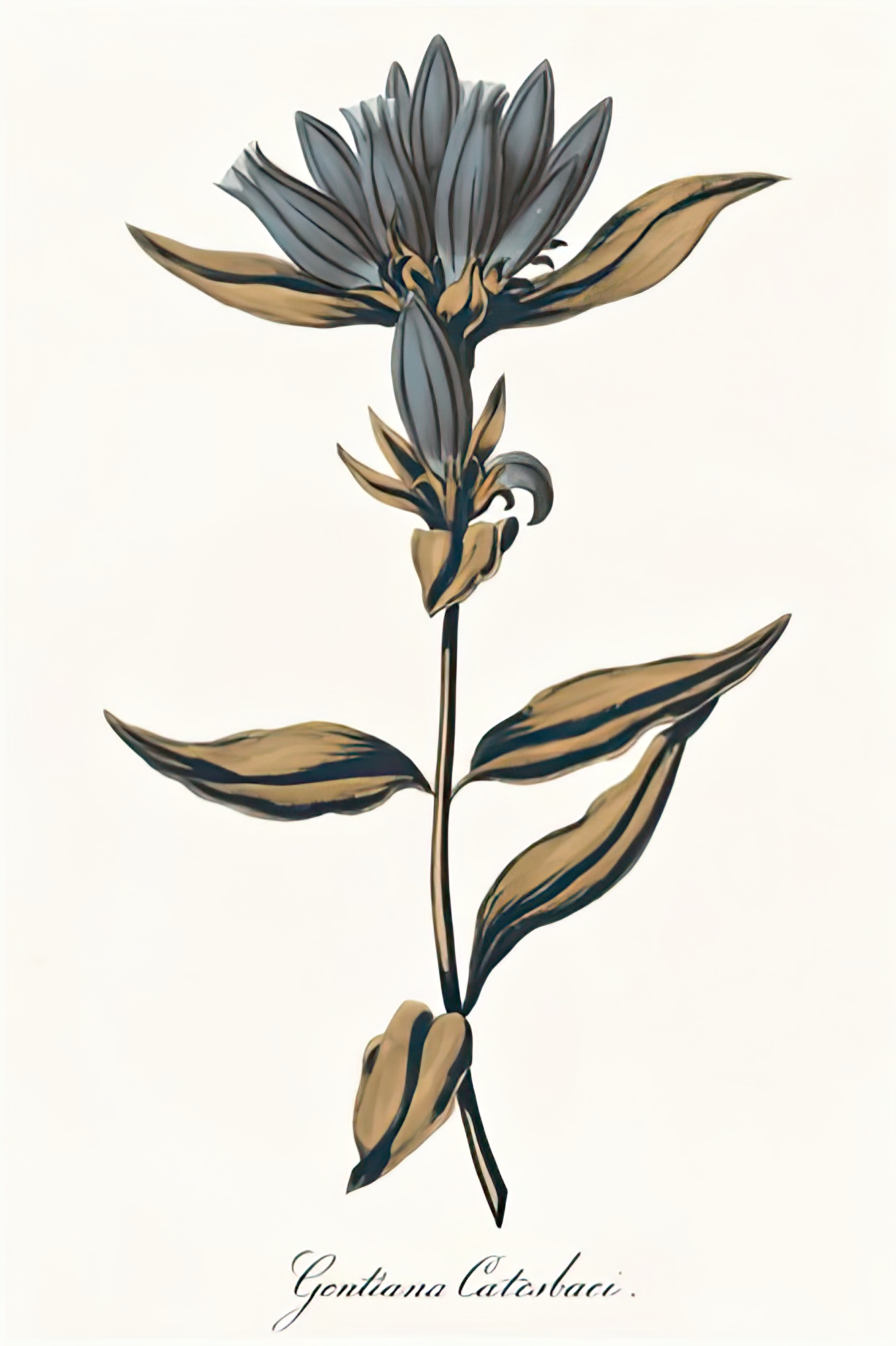 Gentiana Catesbaci - Golden