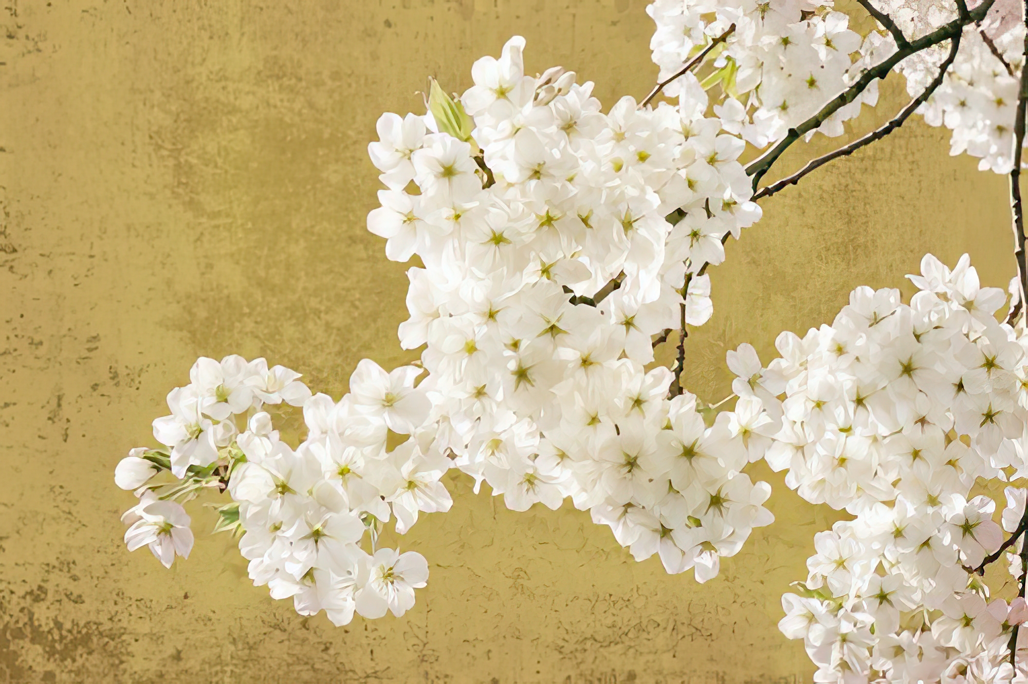 Brilliant Blossom