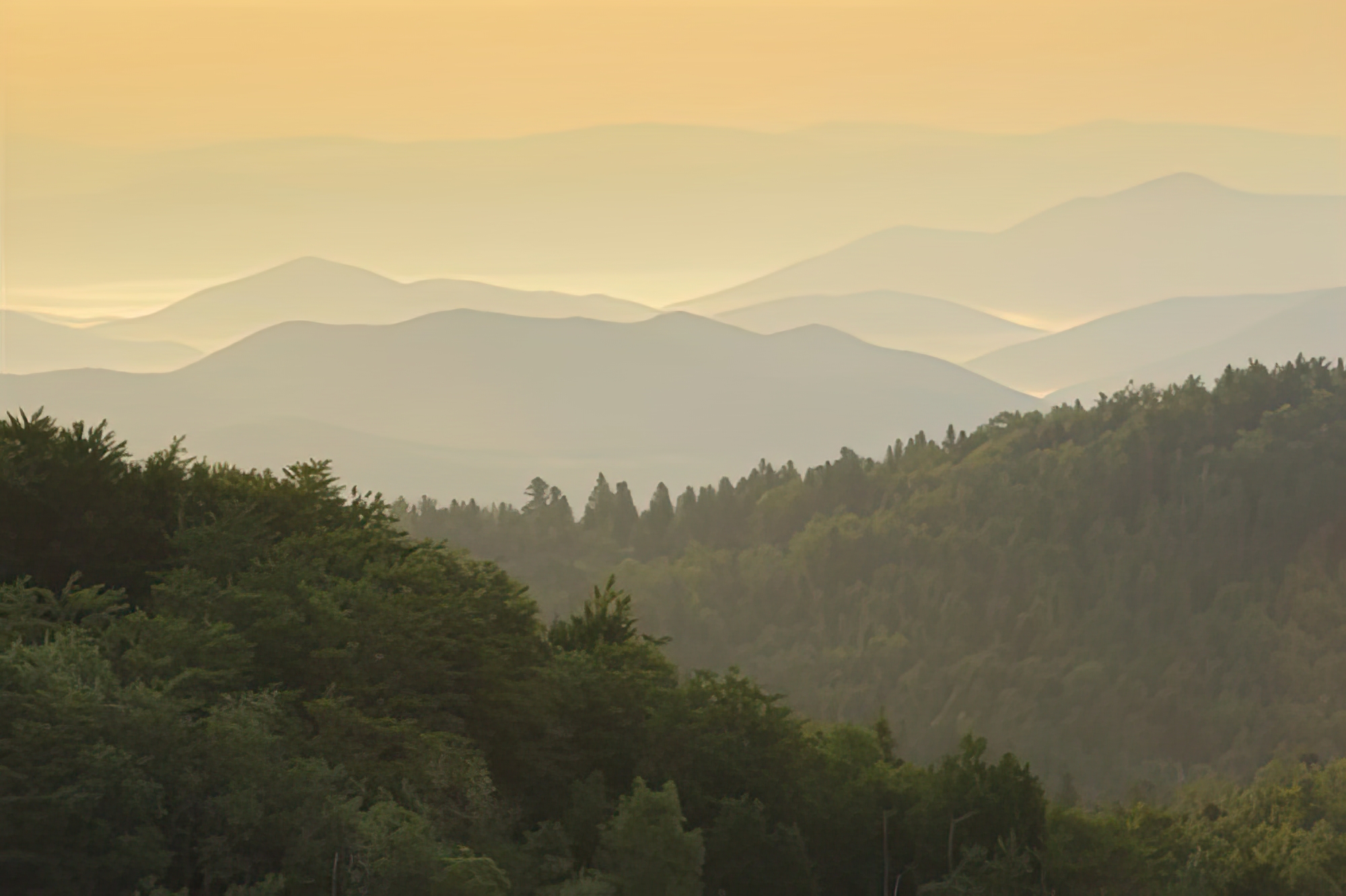 Beyond the Forests I