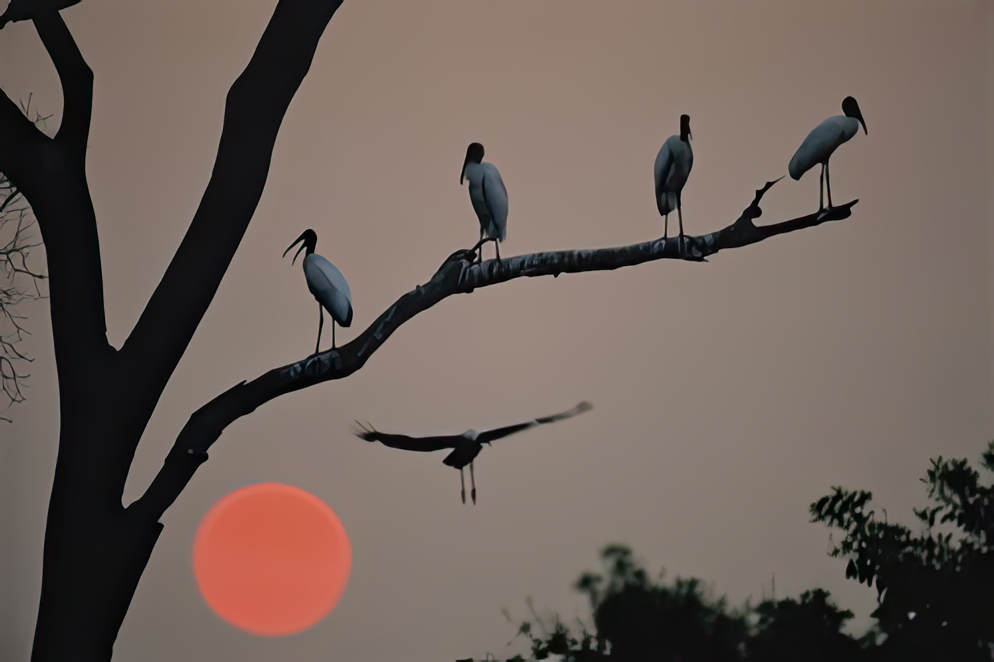 Silhouetted Birds