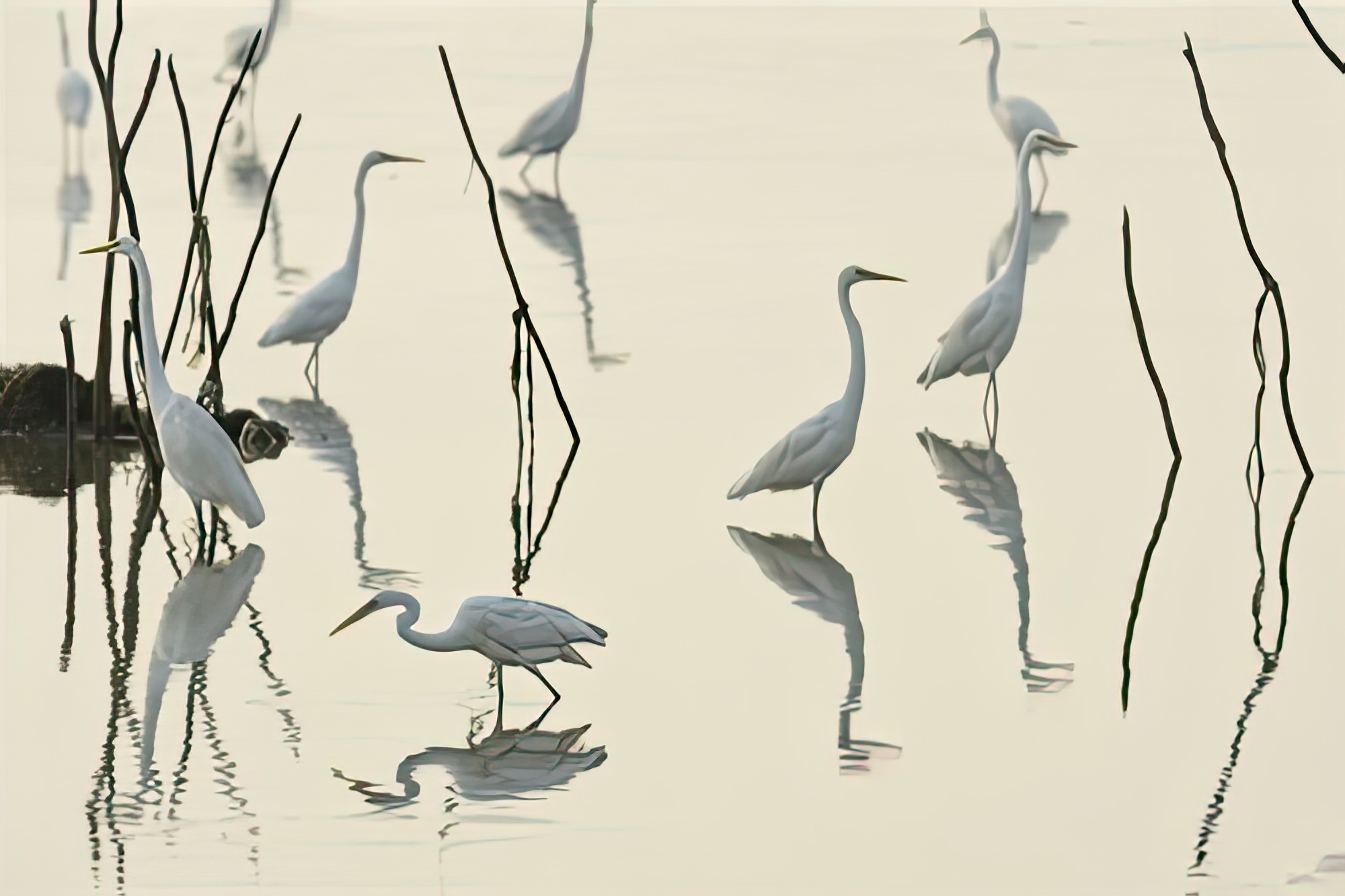 Bird Paddle