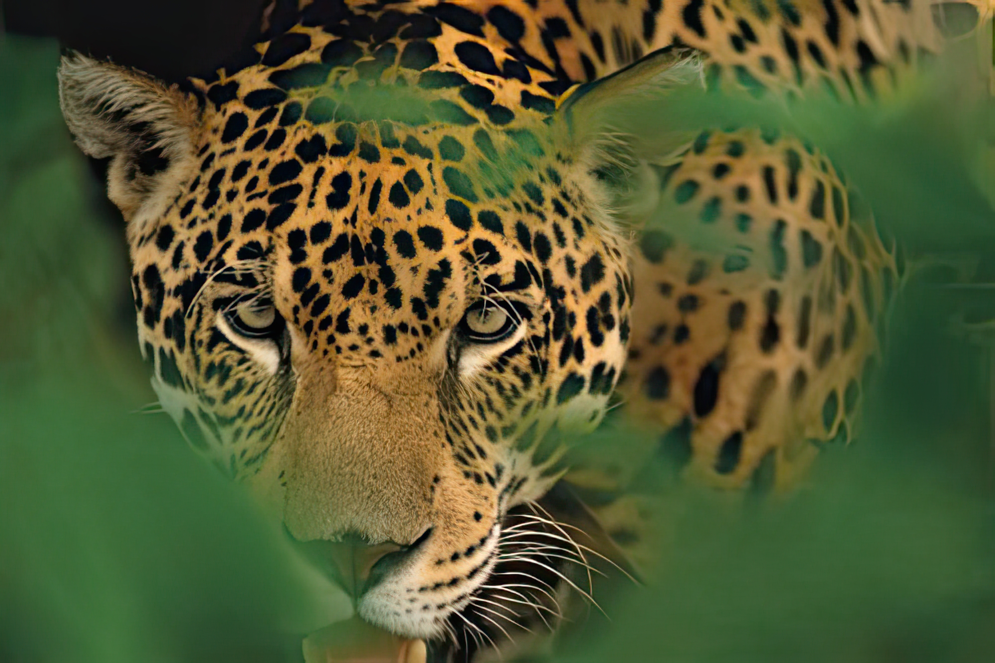 Ready to Pounce