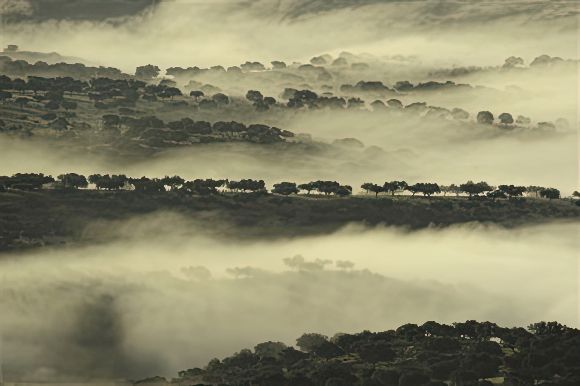 Misty Vista