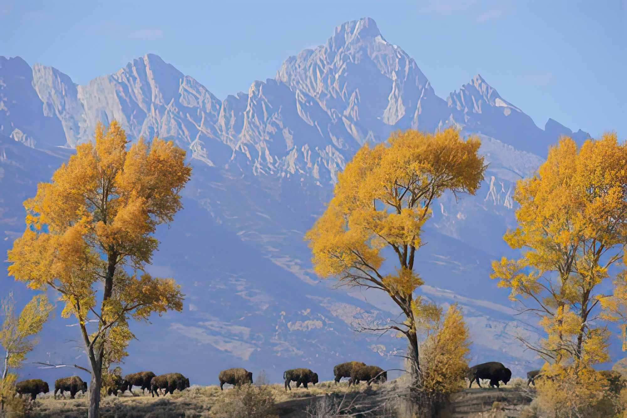 Buffalo March