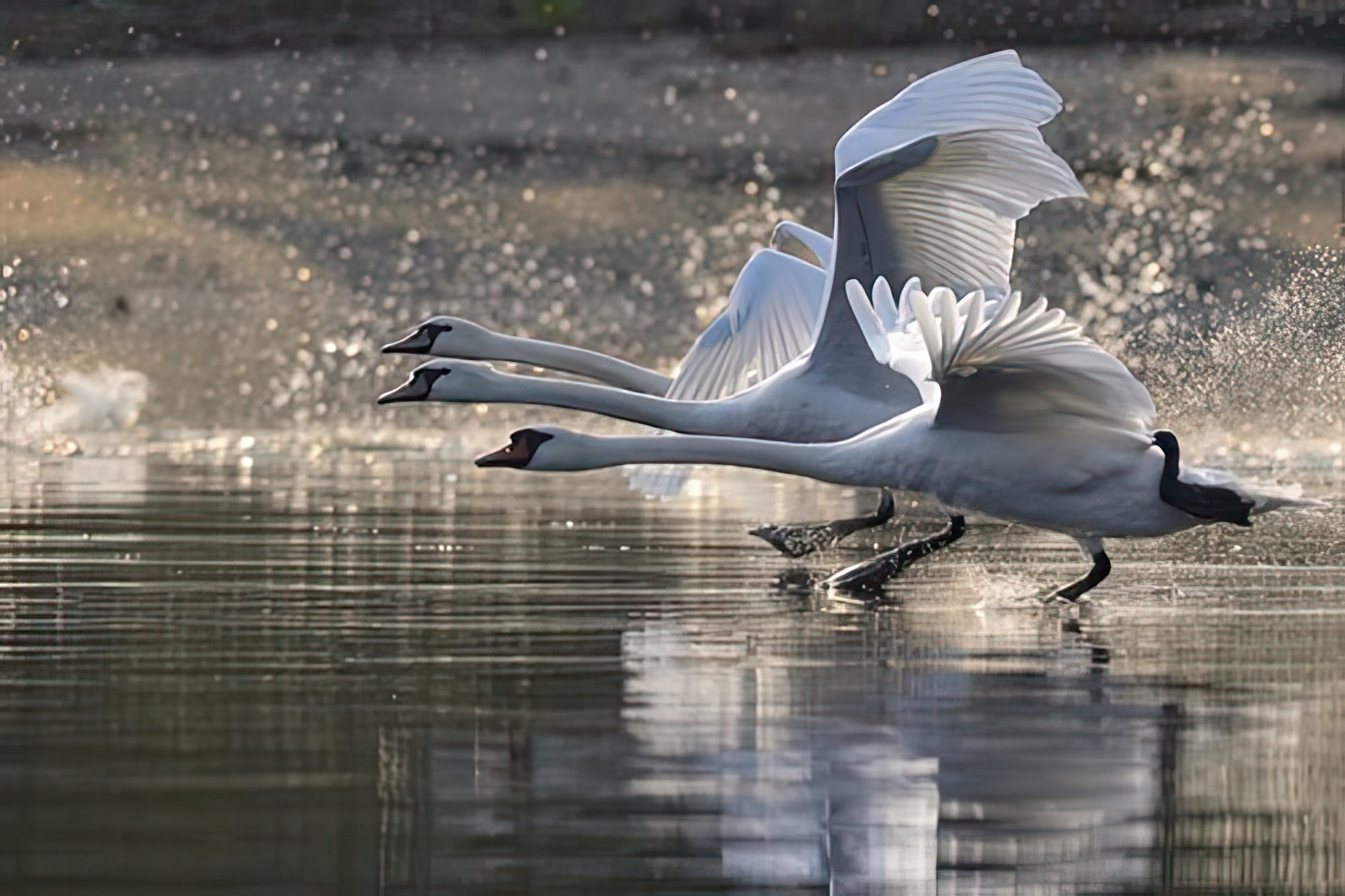 Trio in Flight