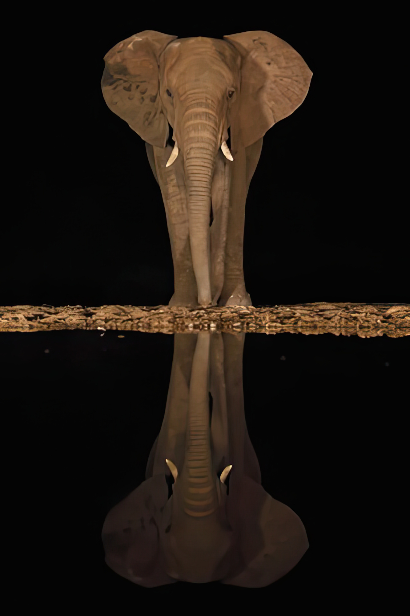 Lakeside Elephant