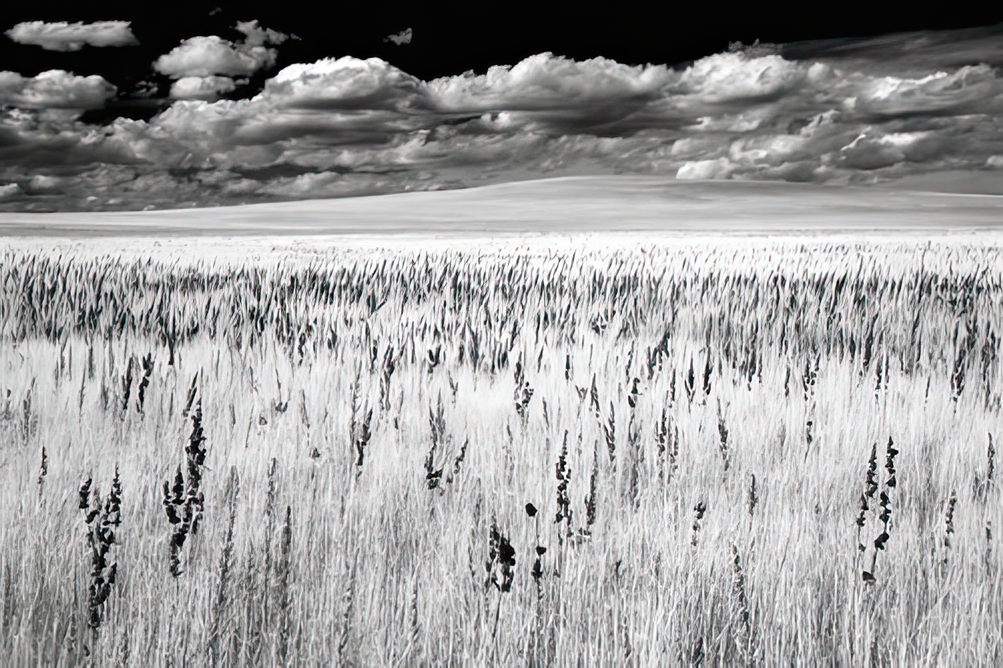 Grasslands