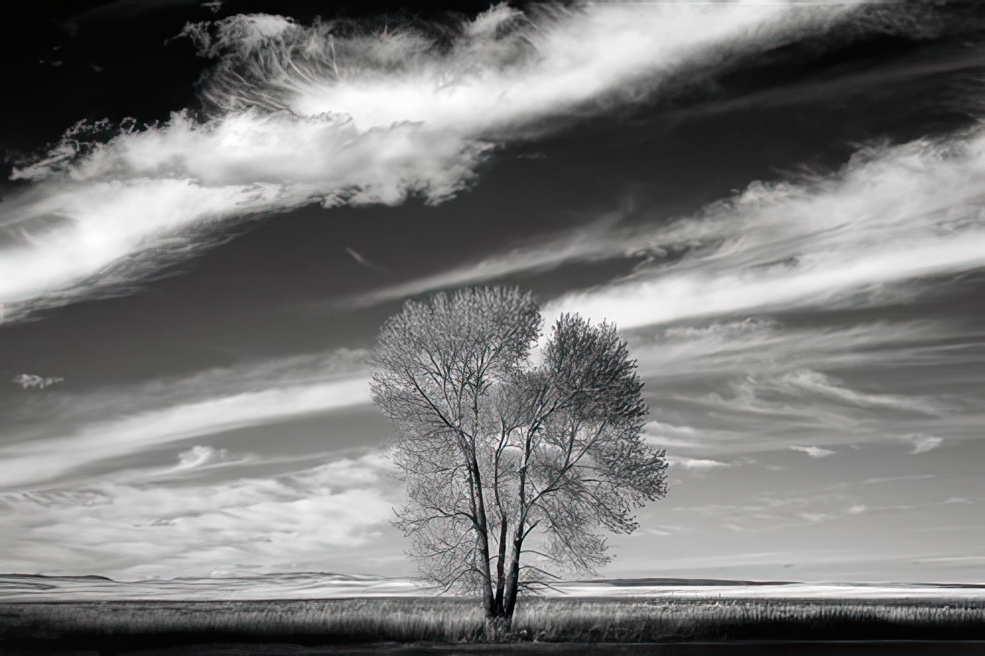 Lone Tree