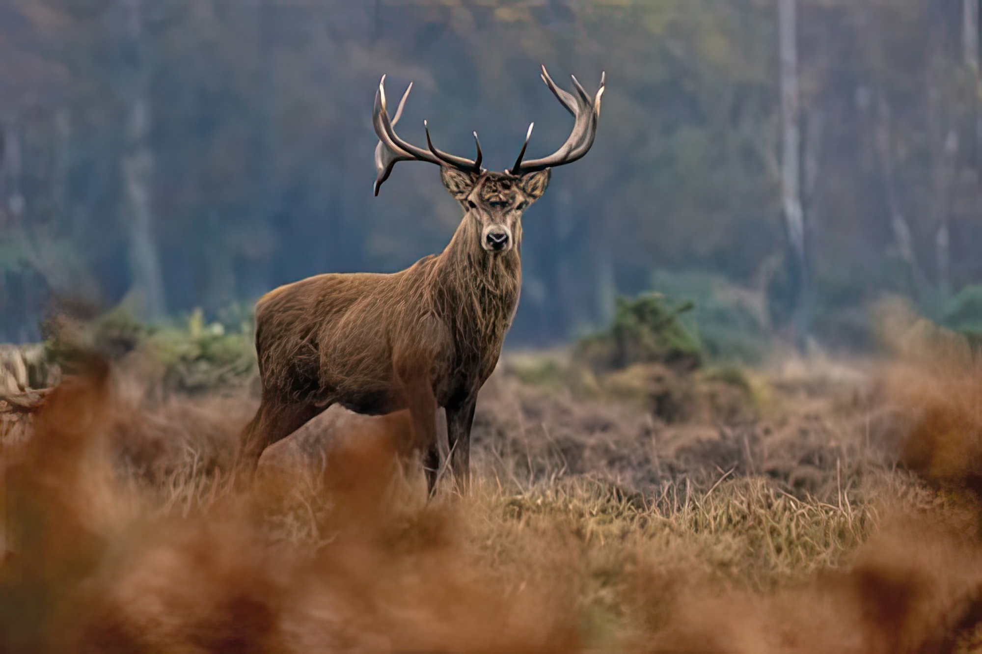 Glorious Stag