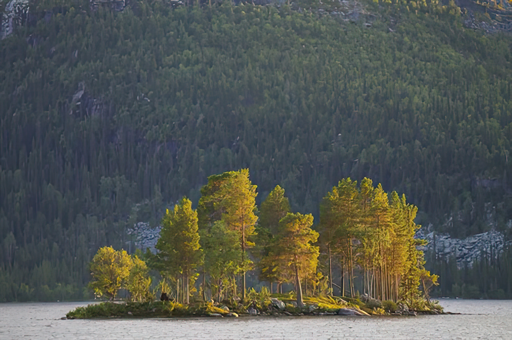 Island of Trees
